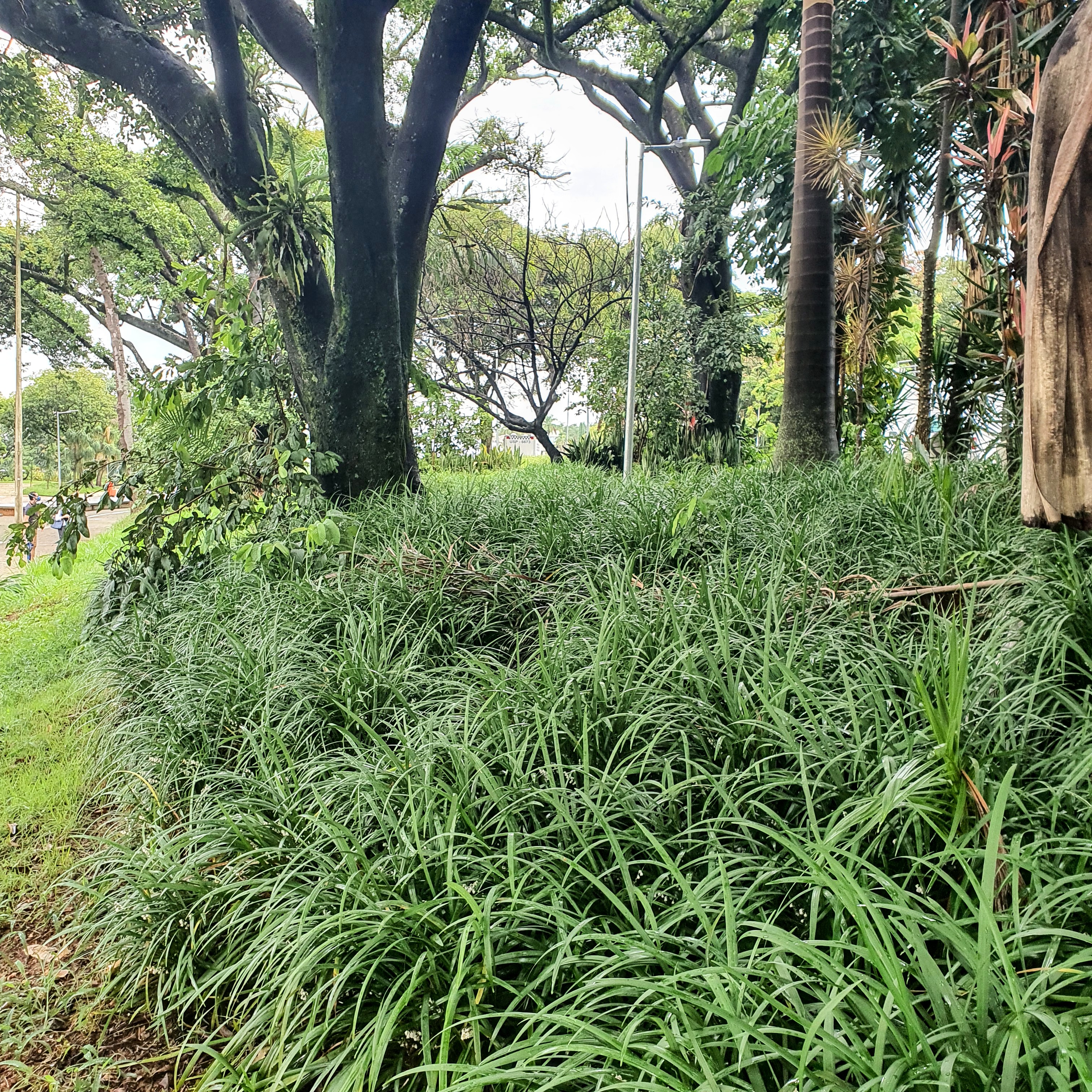 Maciço de barbas-de-serprente.