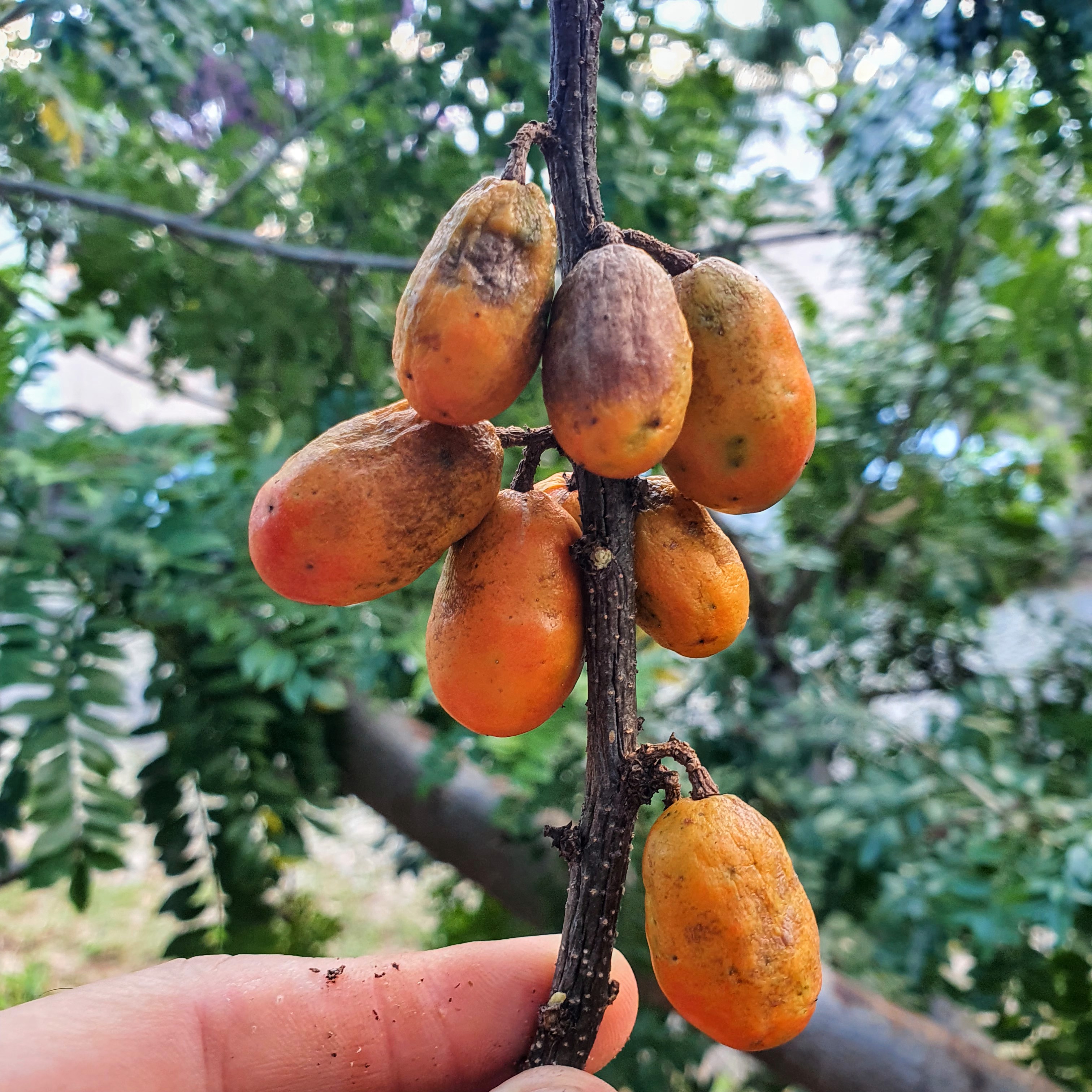 Frutos maduros da cirigueleira