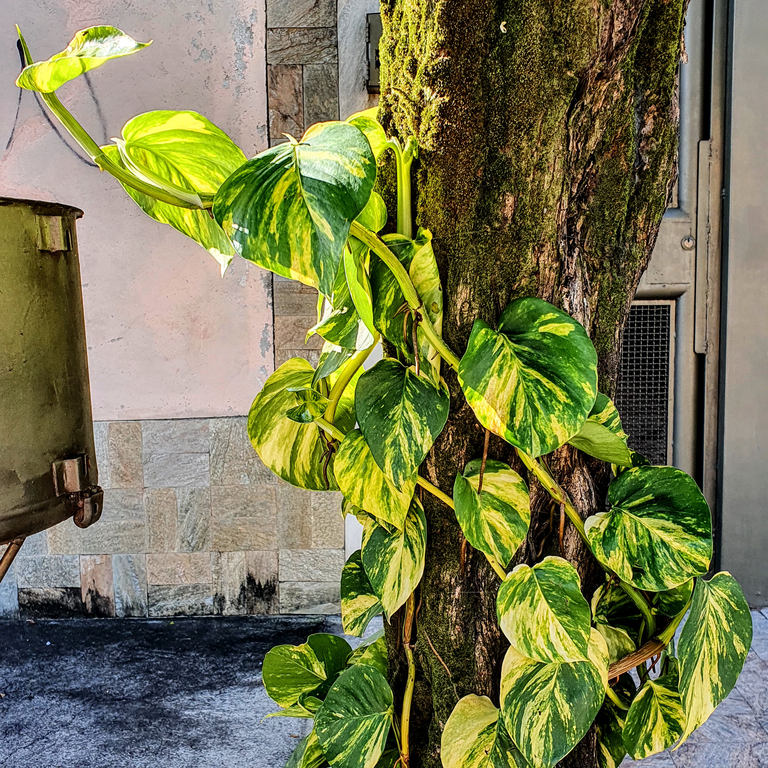 Detalhe da folhagem muito ornamental, bem variegada de amarelo da jiboia. A presença de sol contribuiu para as folhas ficarem amareladas.