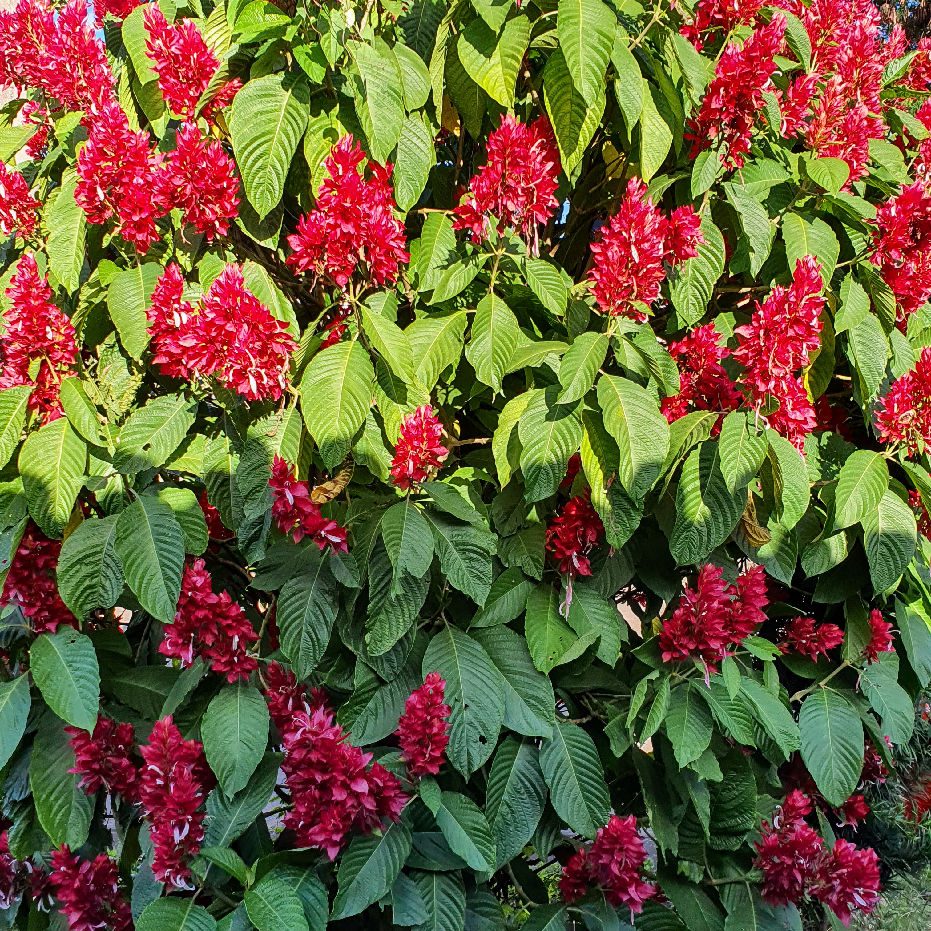 Folhas e flores da justícia-vermelha.