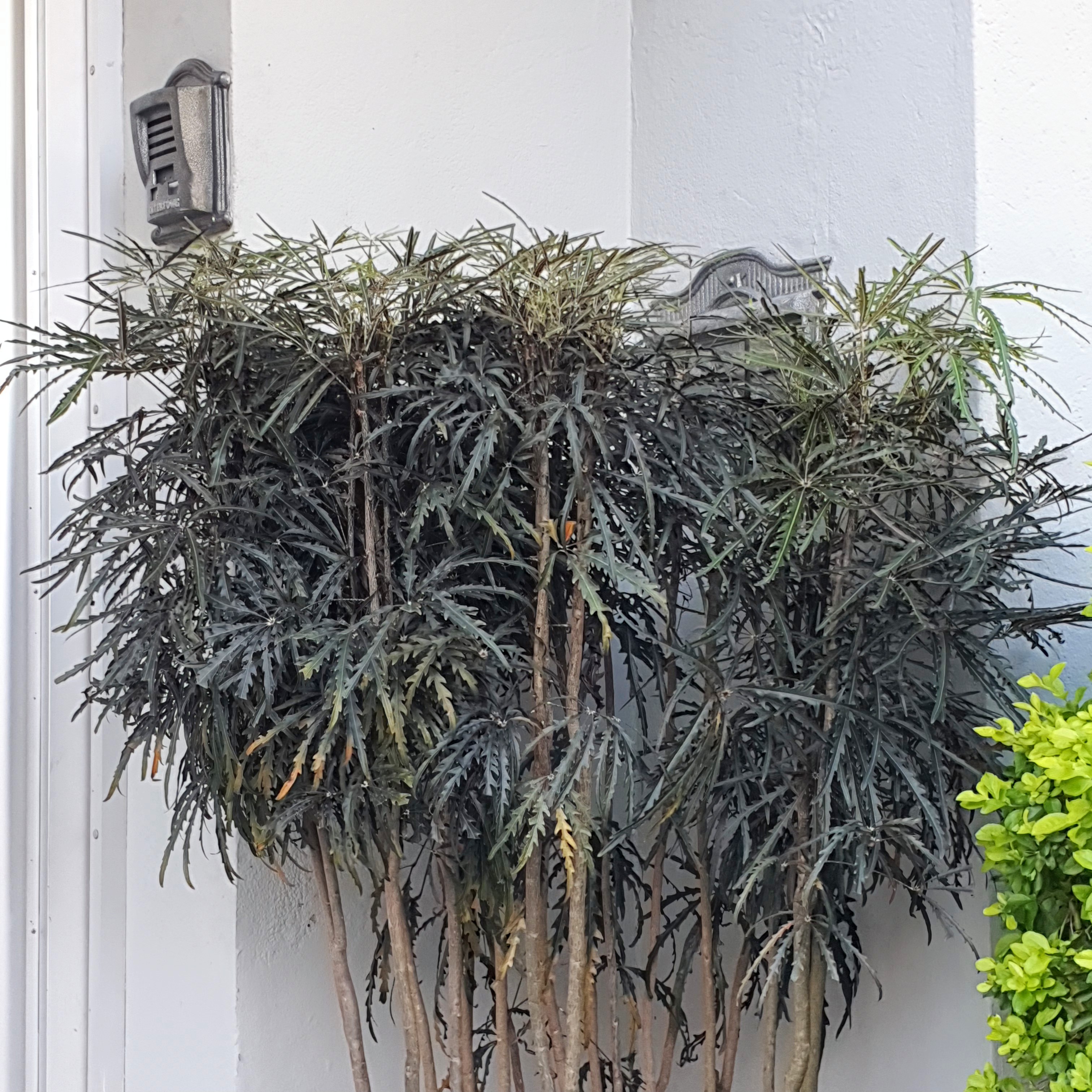 Detalhe das folhas jovens, estreitas e na cor verde-metálica da arália-elegante.