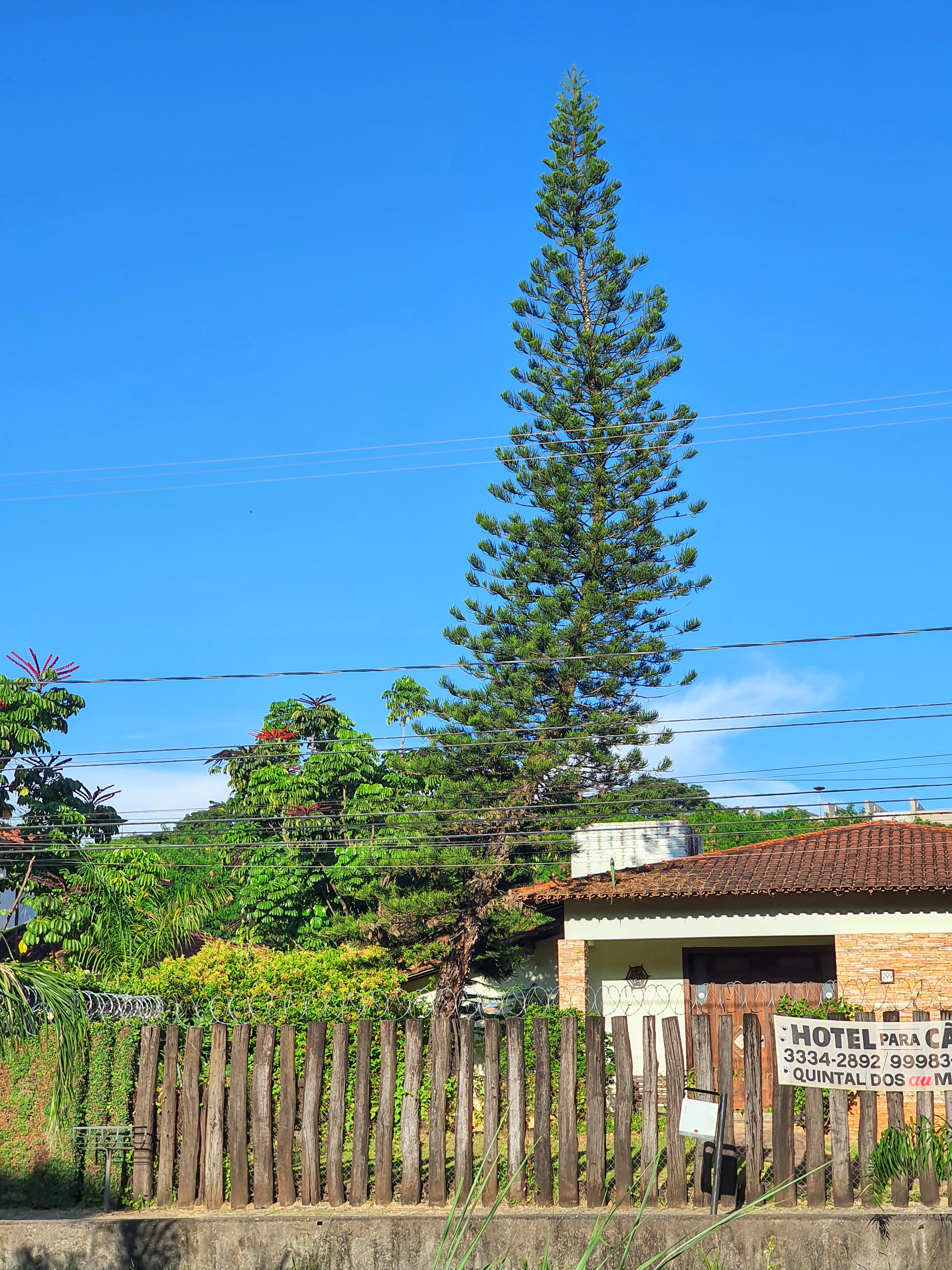 Araucária-excelsa sinuosa.