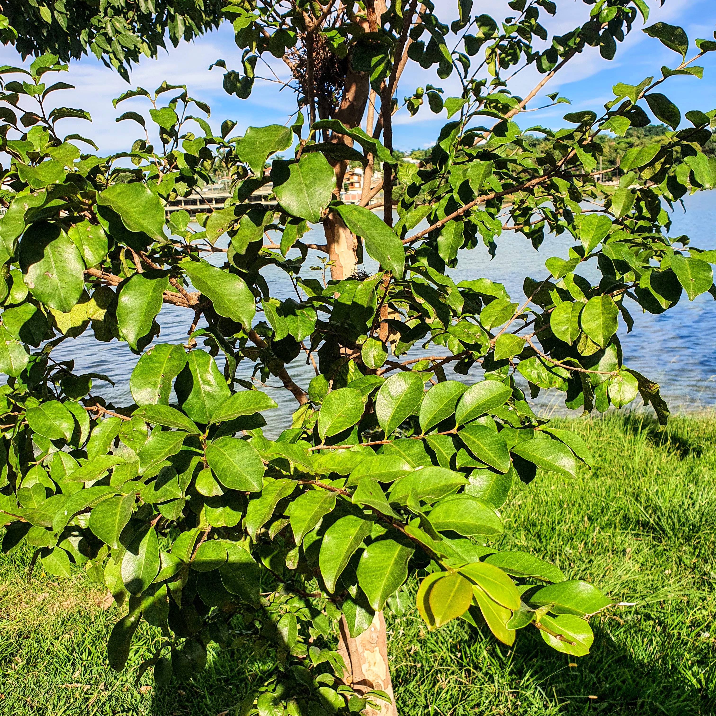 Guabiroba (Campomanesia rhombea)