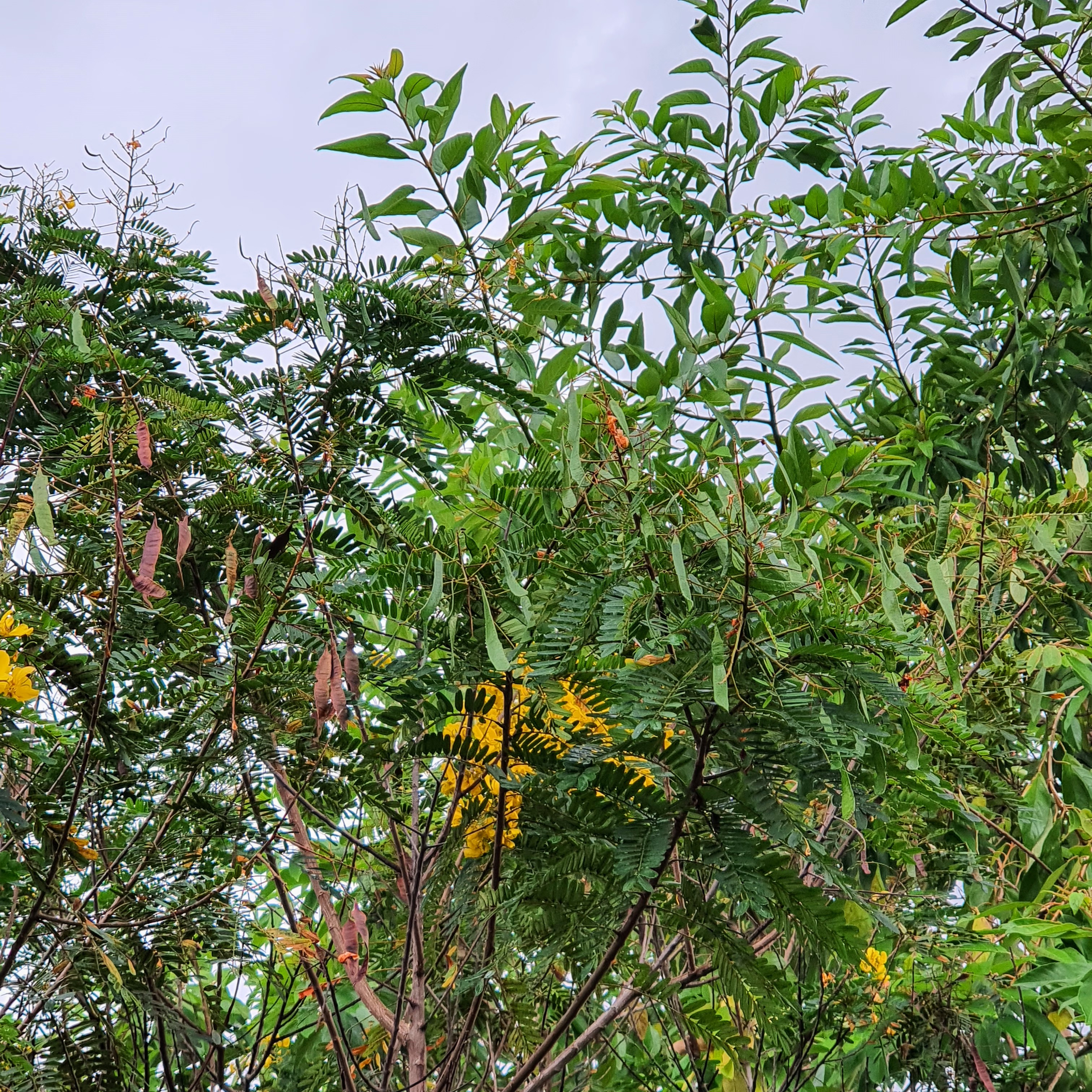 Pau-cigarra.