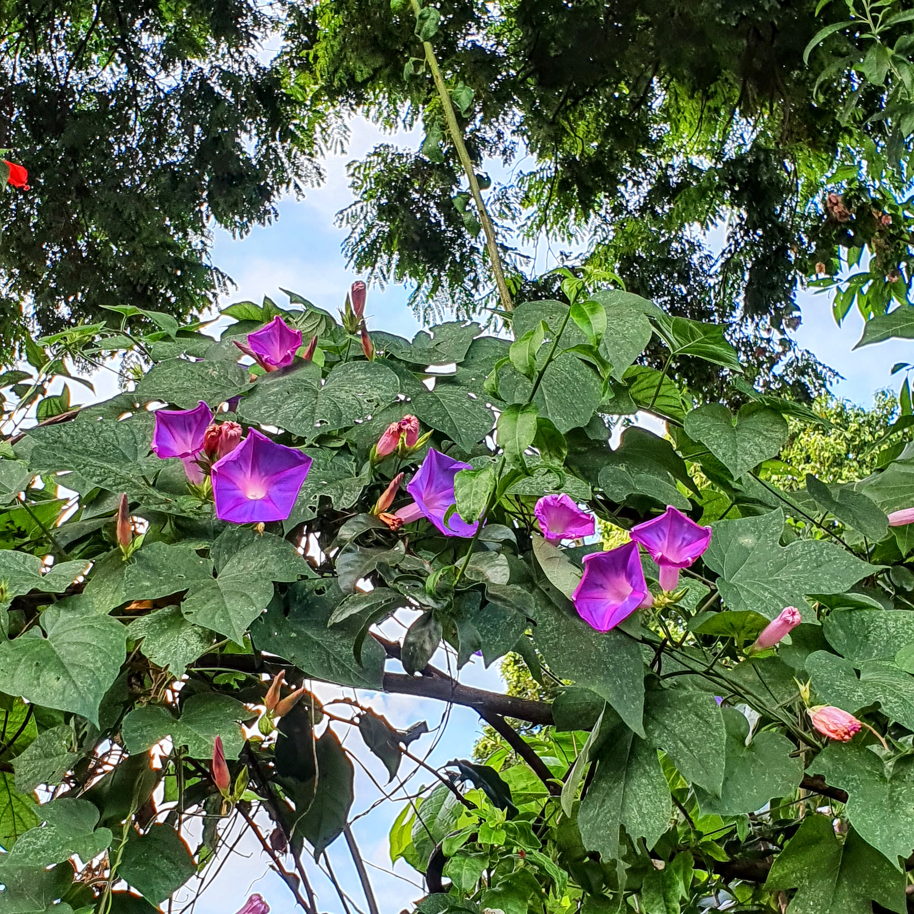 Flores e ramos do bom-dia.