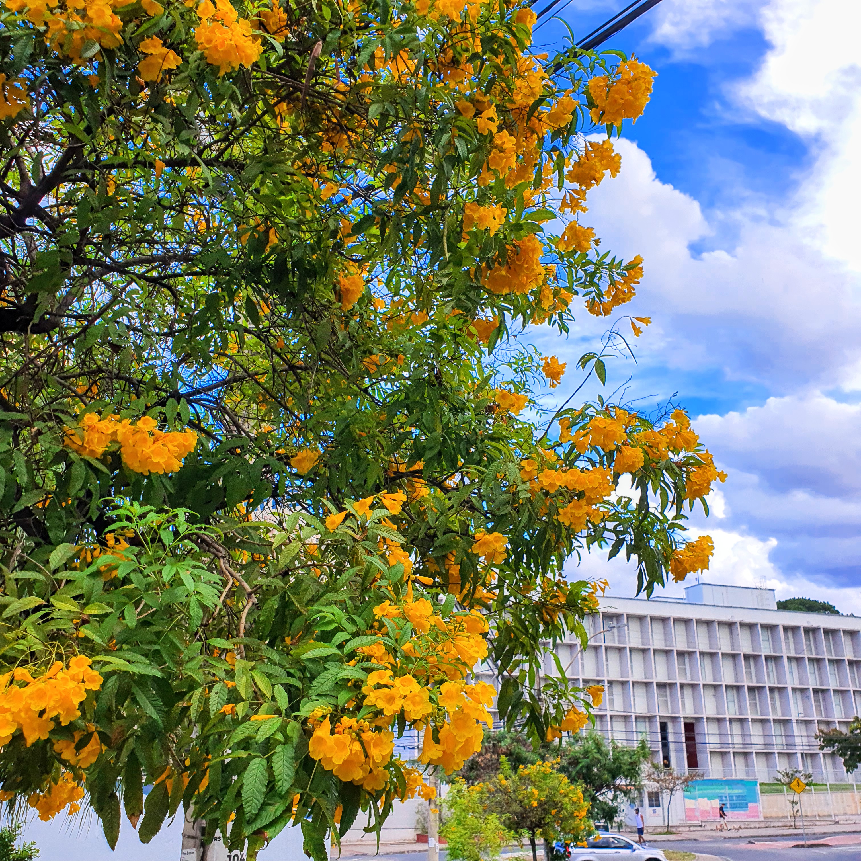 Flores de ipezinho-de-jardim.