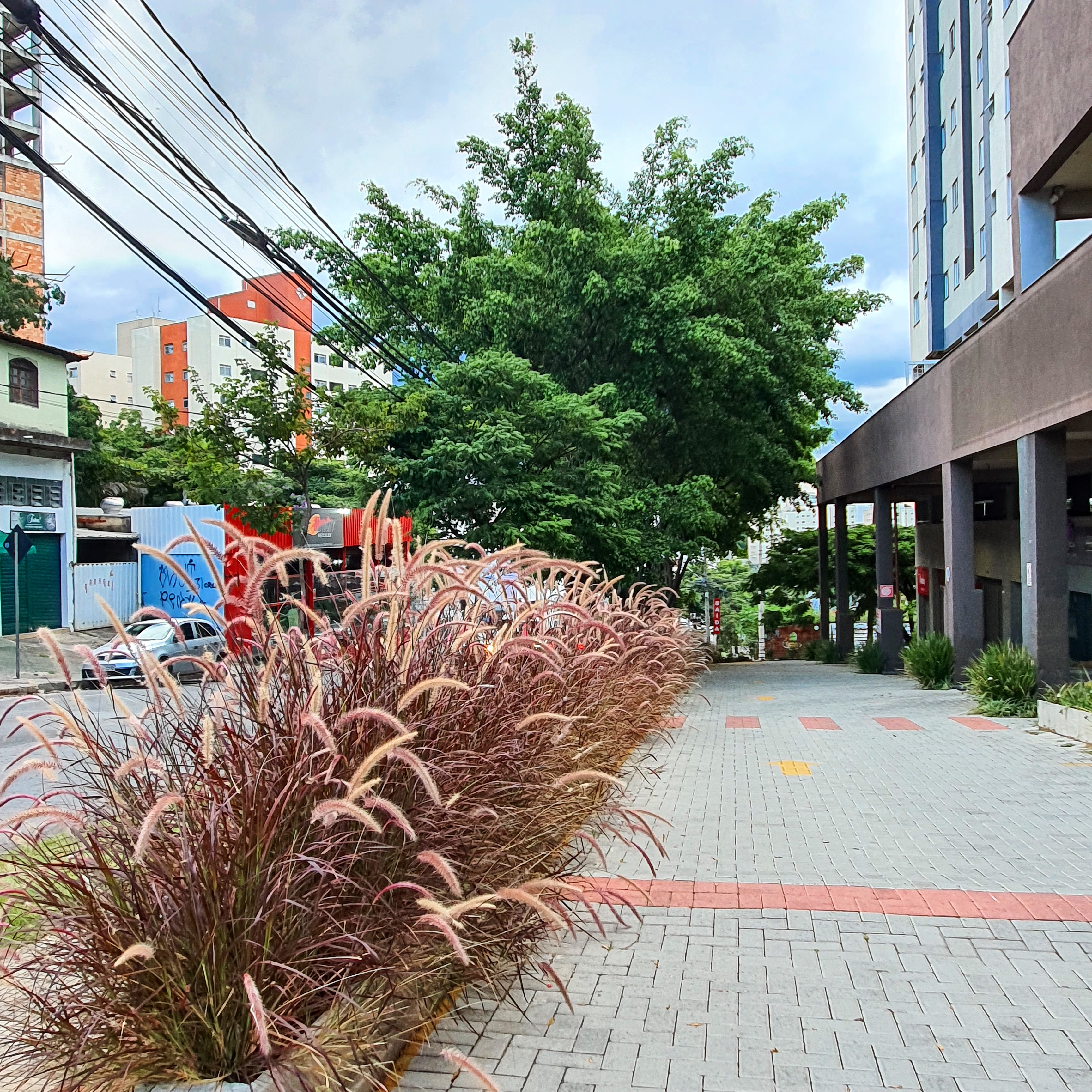 Maciço de capim-do-texas-roxo.