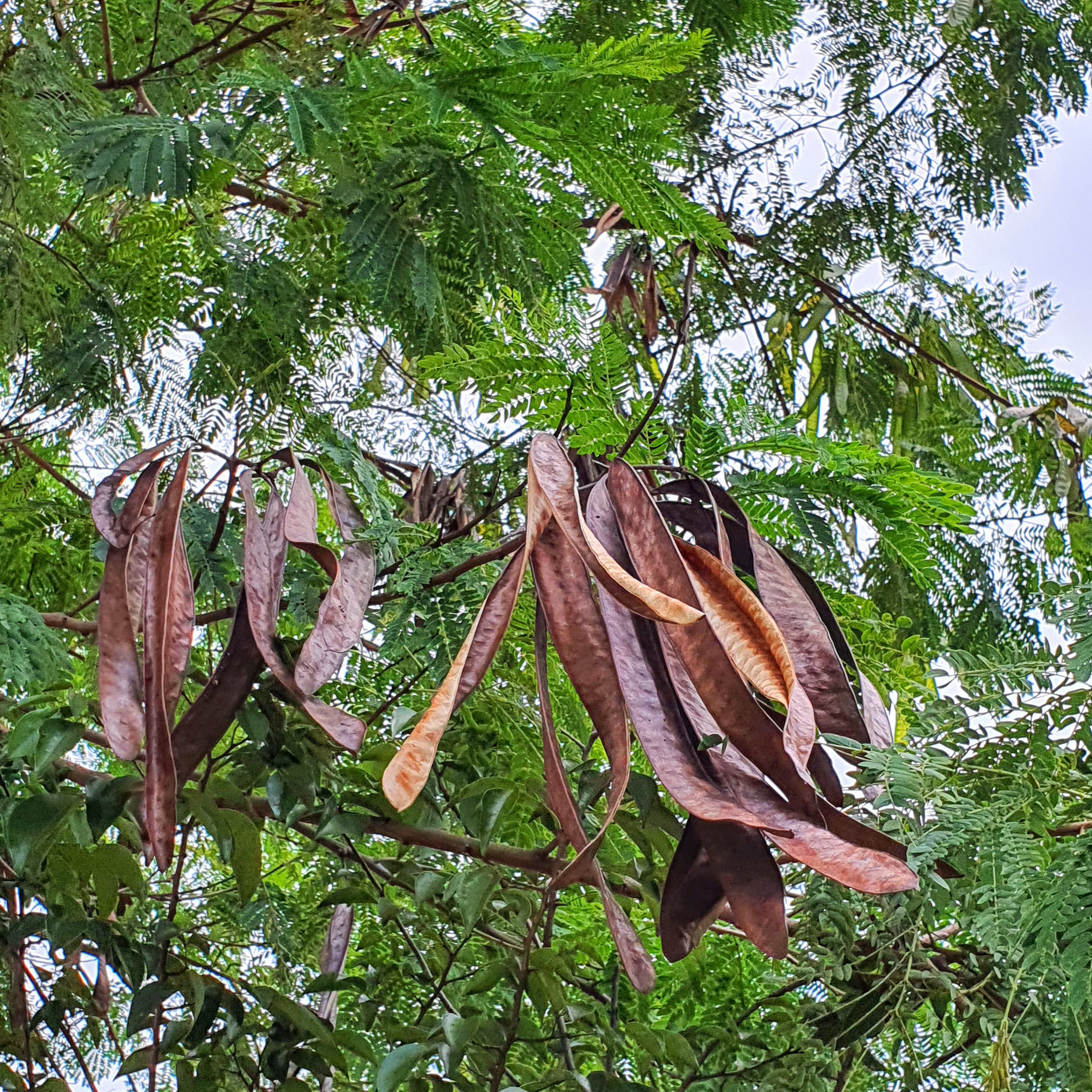 Detalhe dos frutos marrons muito abundantes.