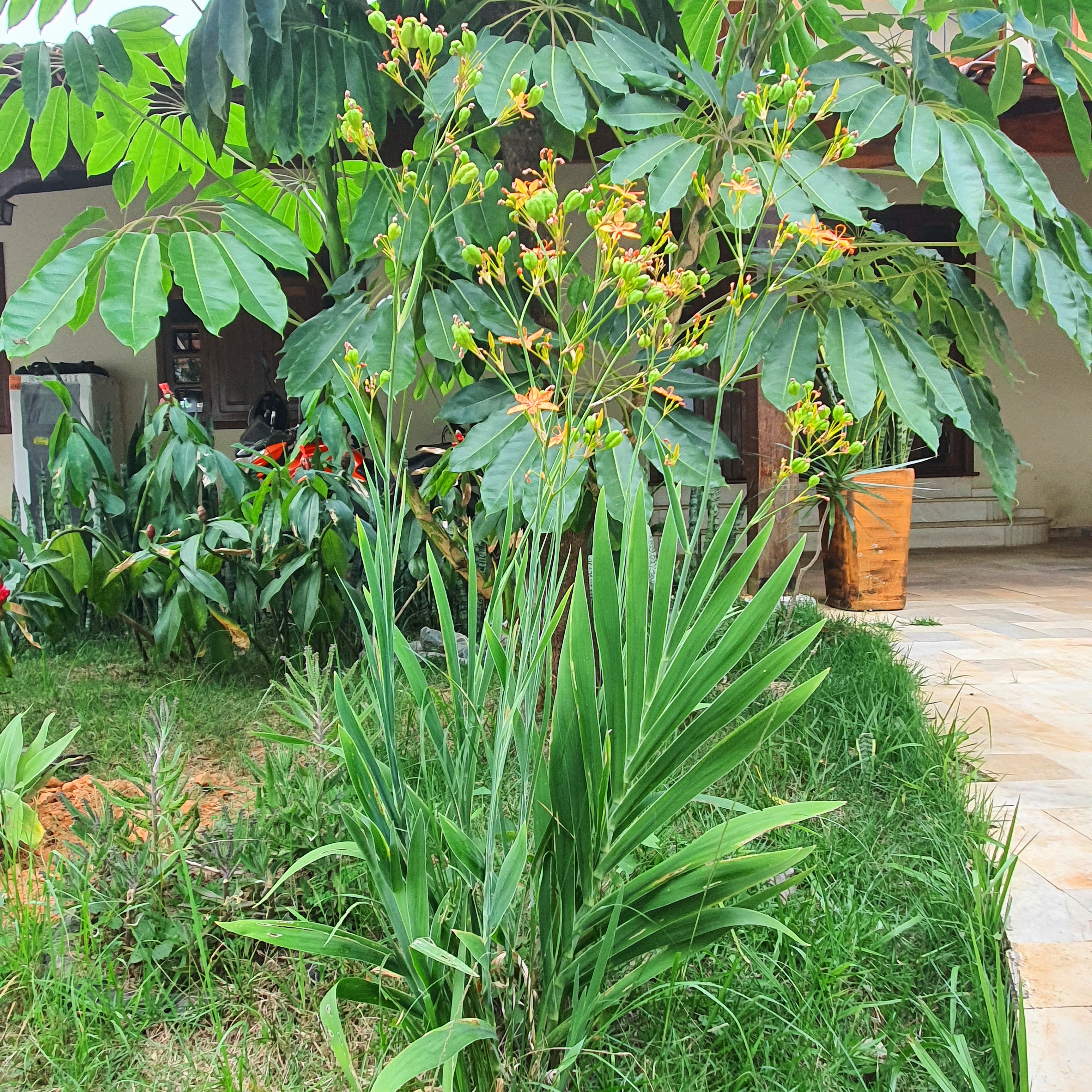 Flor leopardo (Belamcanda chinensis)