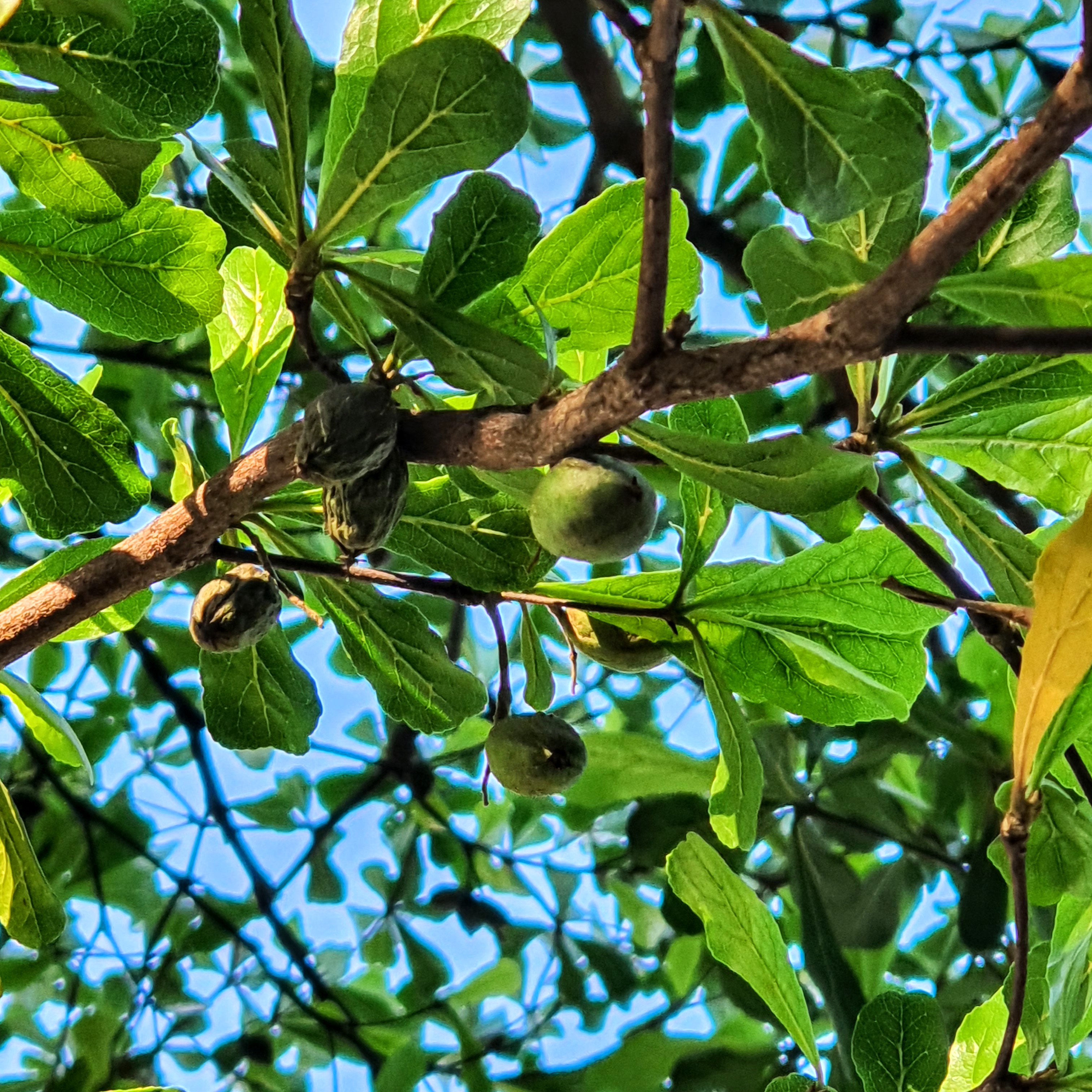 Frutos (amêndoas) verdes.