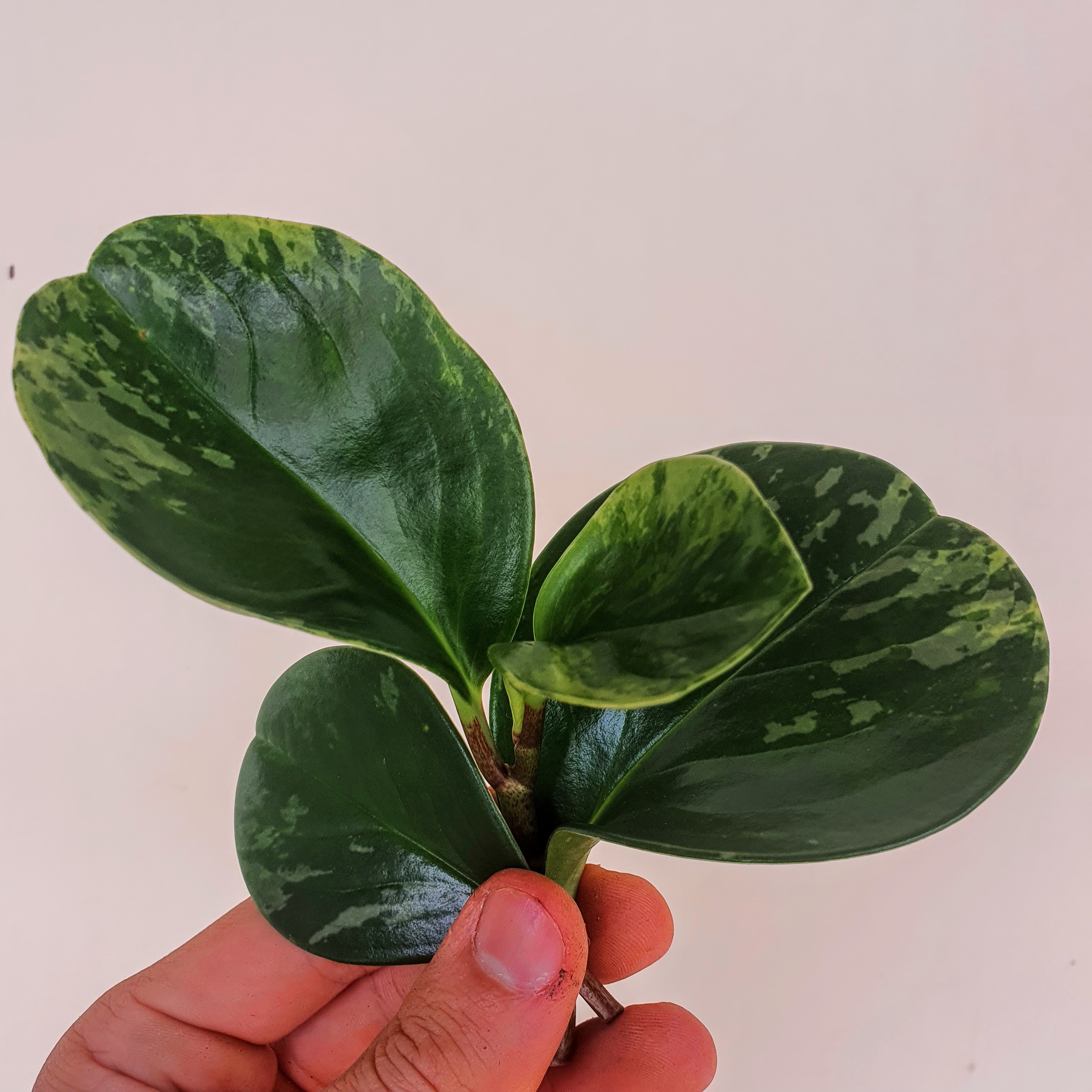 Folhas verde-escuras da peperômia.