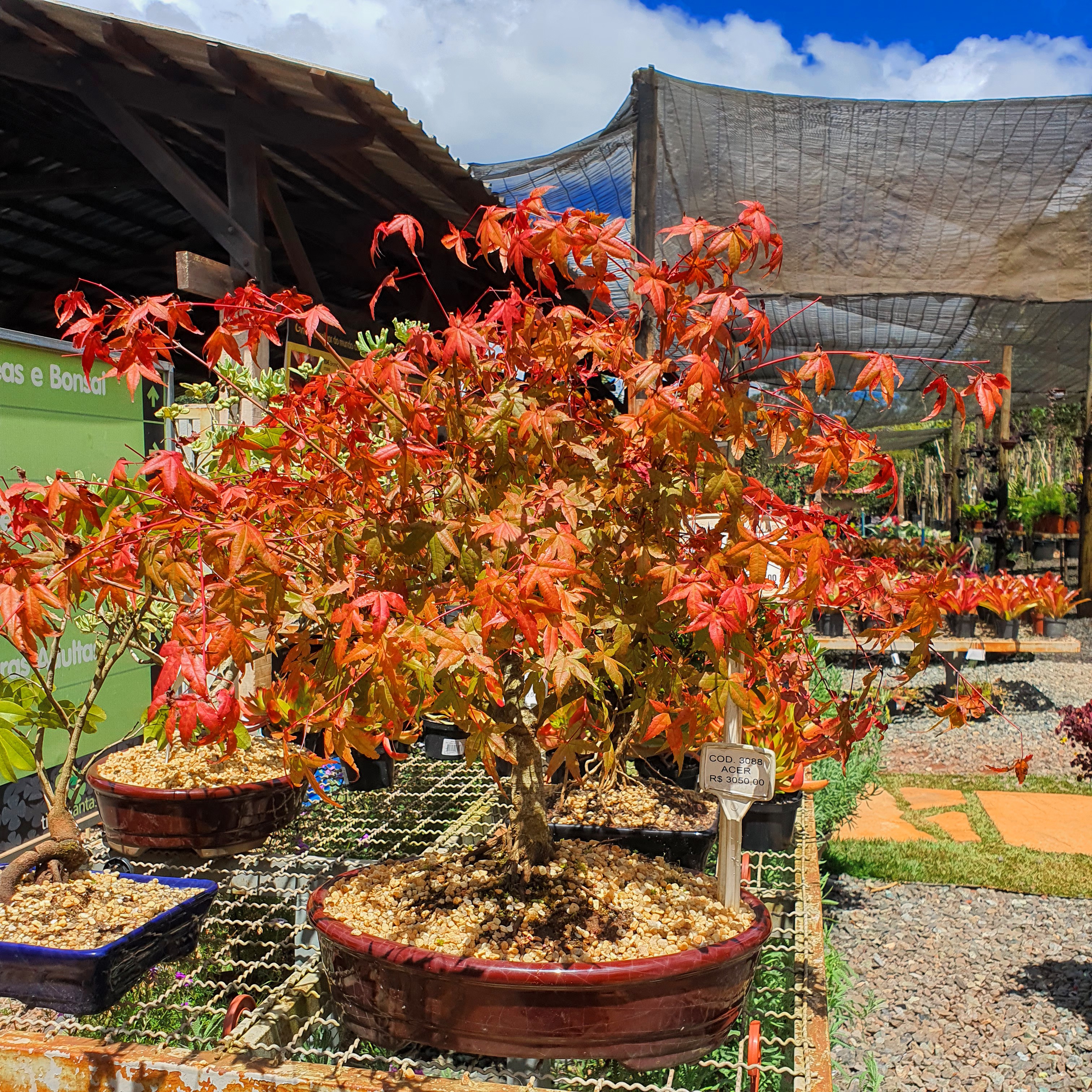 Bonsai de ácer-japonês, com folhagem bem vermelha.