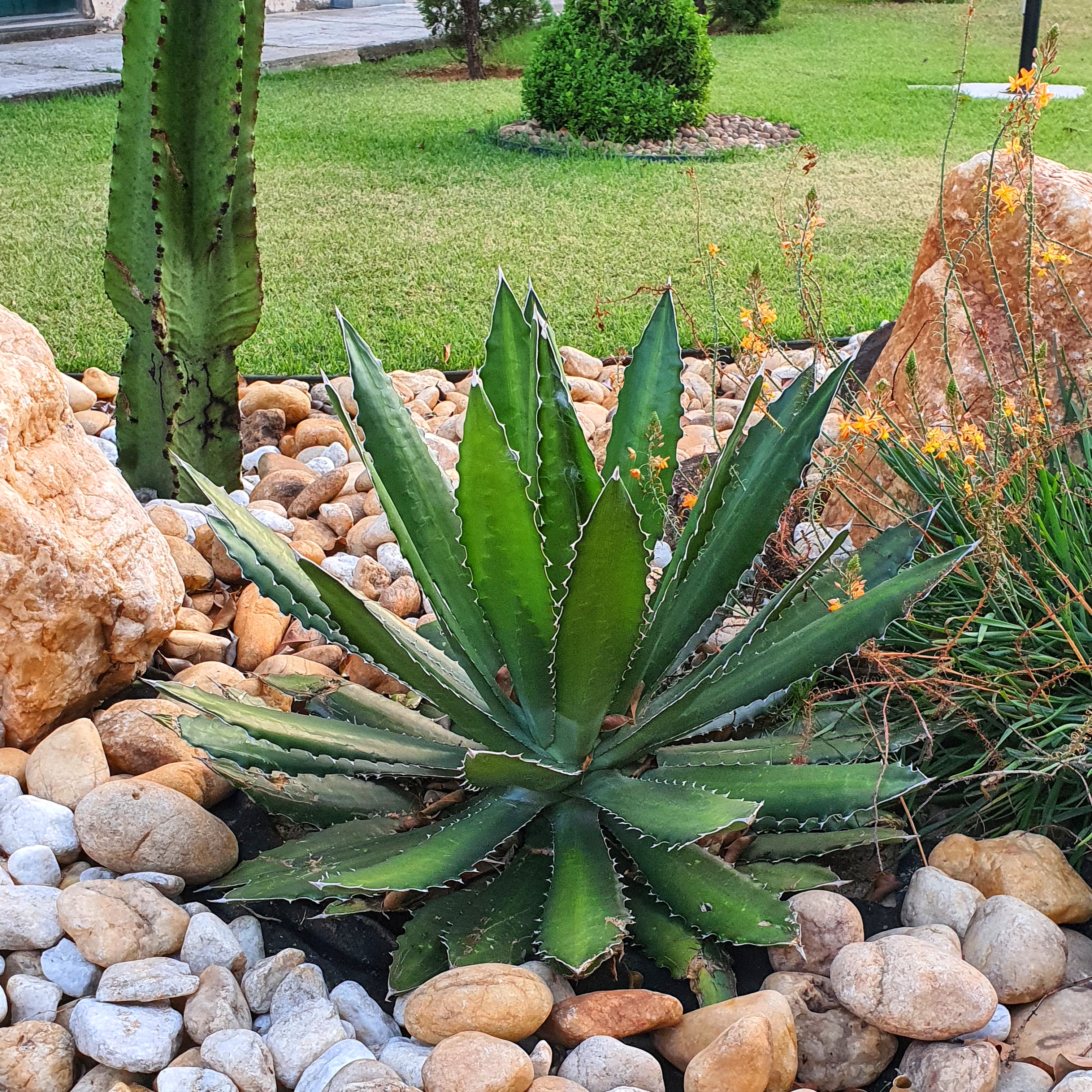 Agave horrida, de folhas verdes e espinhos brancos.