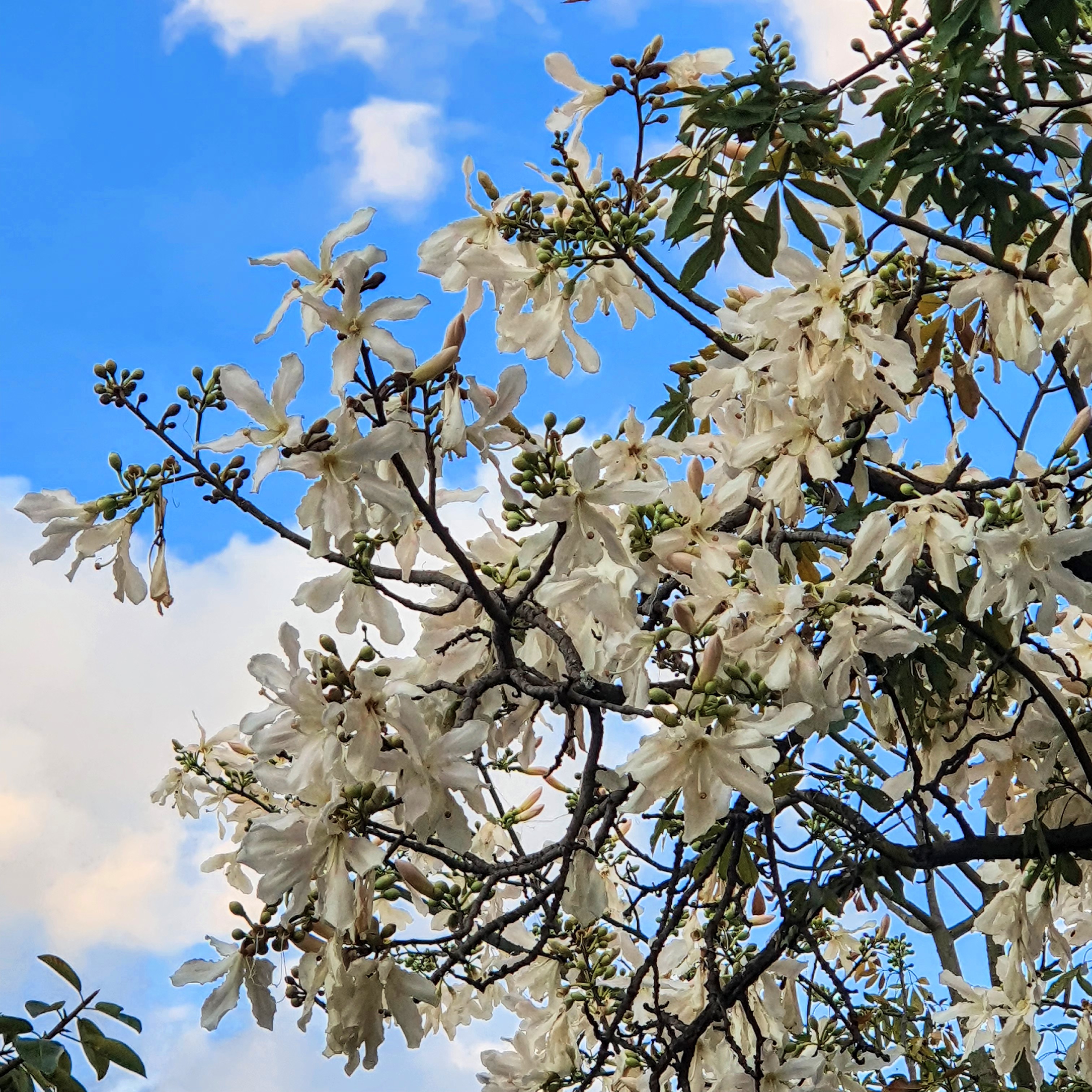 Paineira branca (Ceiba glaziovii)