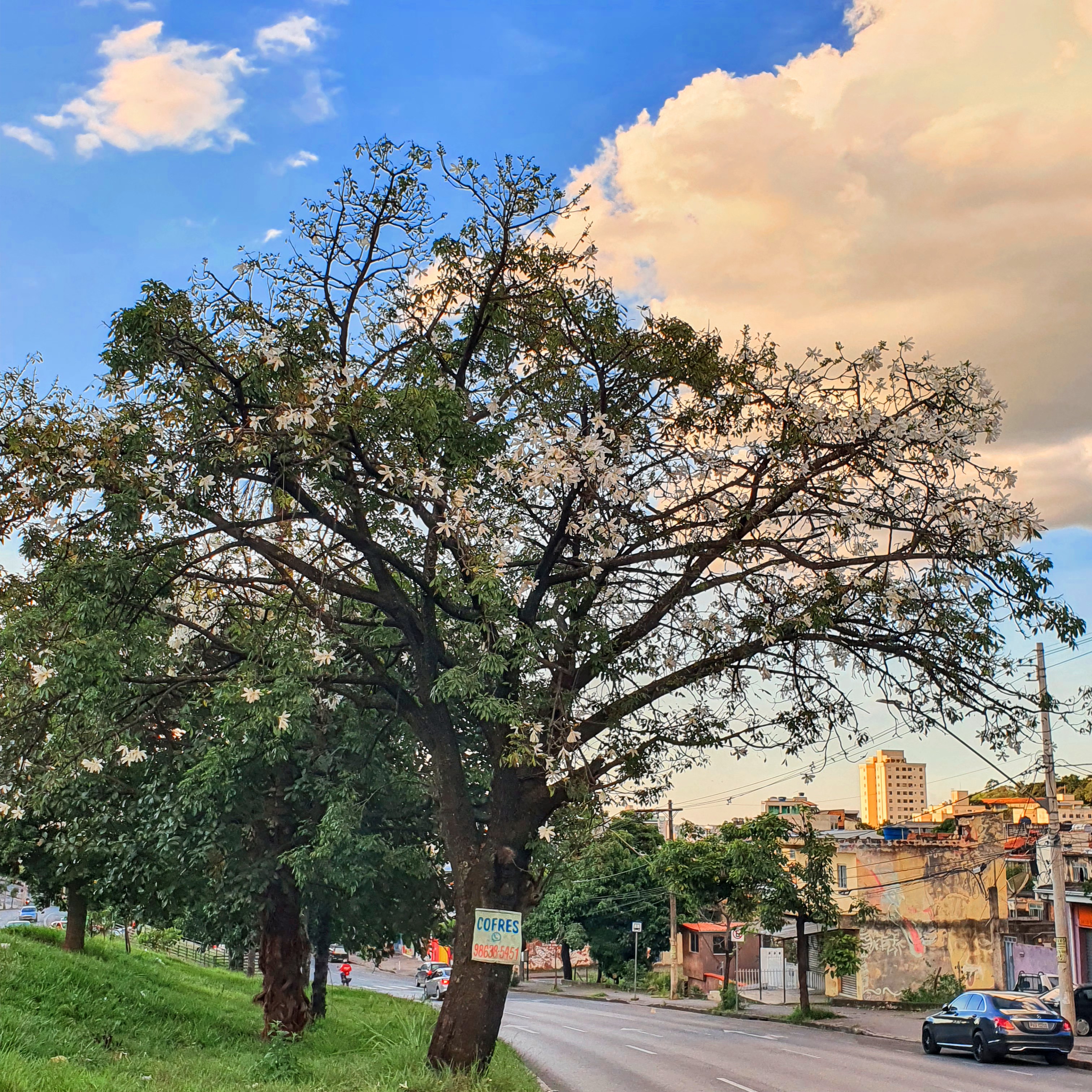 Paineira branca (Ceiba glaziovii)