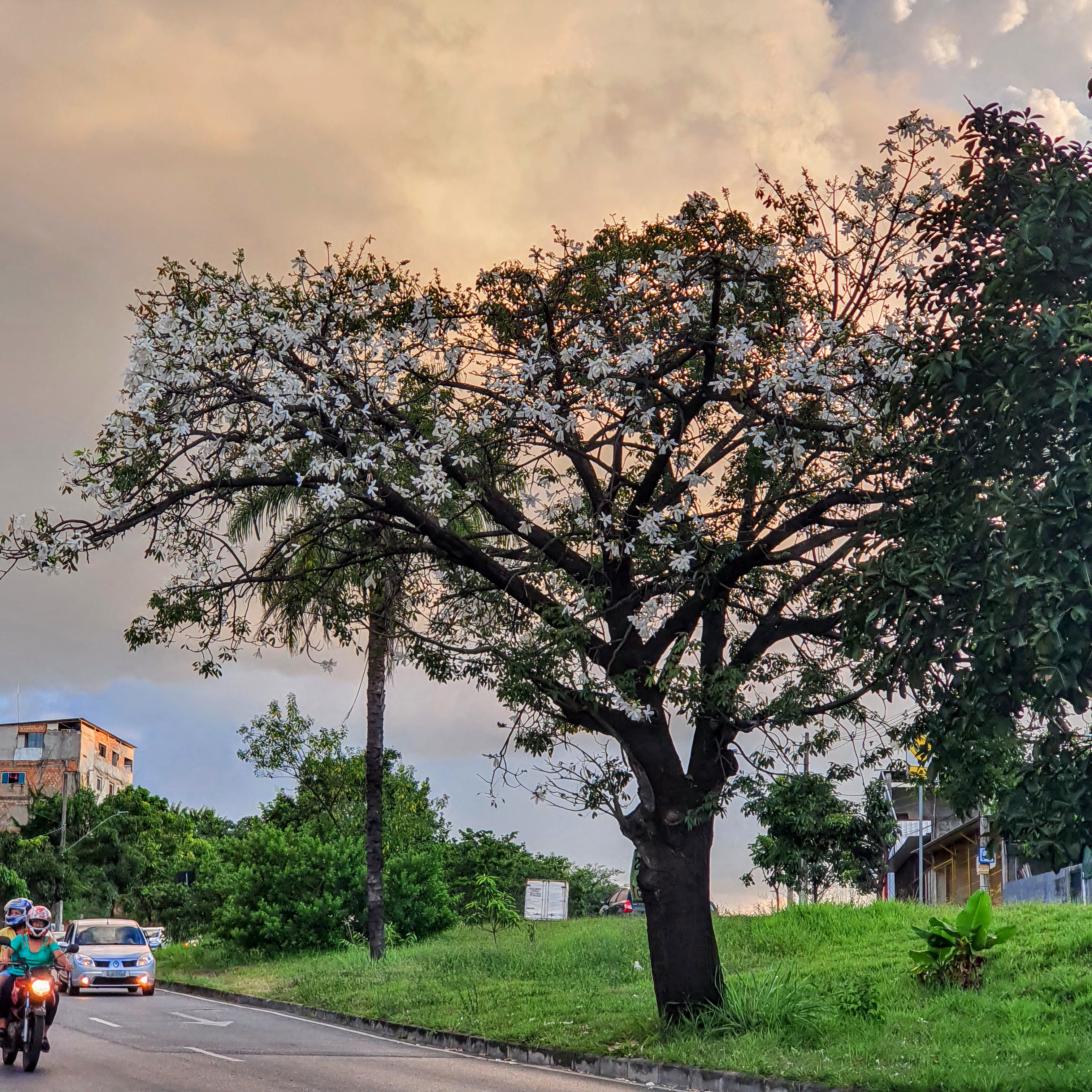 Paineira branca no fim de tarde.