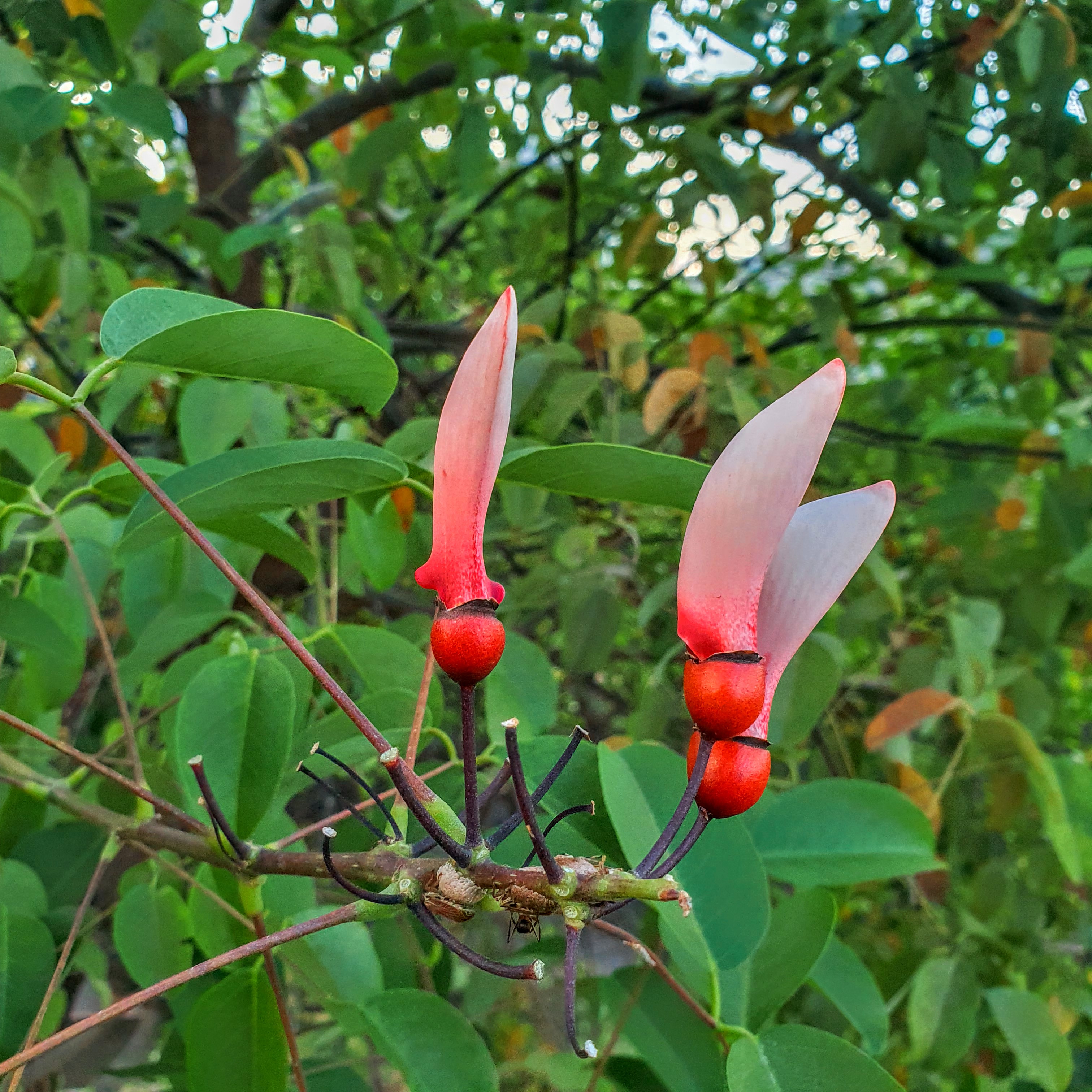 Flores da sananduva