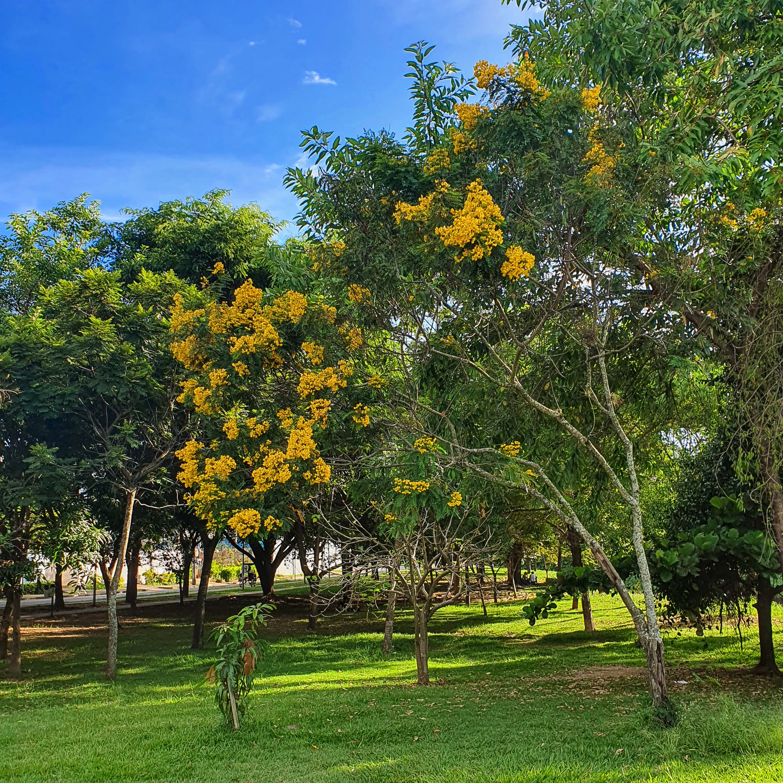 Pau-cigarra presente em bosque na orla da Lagoa da Pampulha, em frente à entrada do Parque Ecológico da Pampulha.