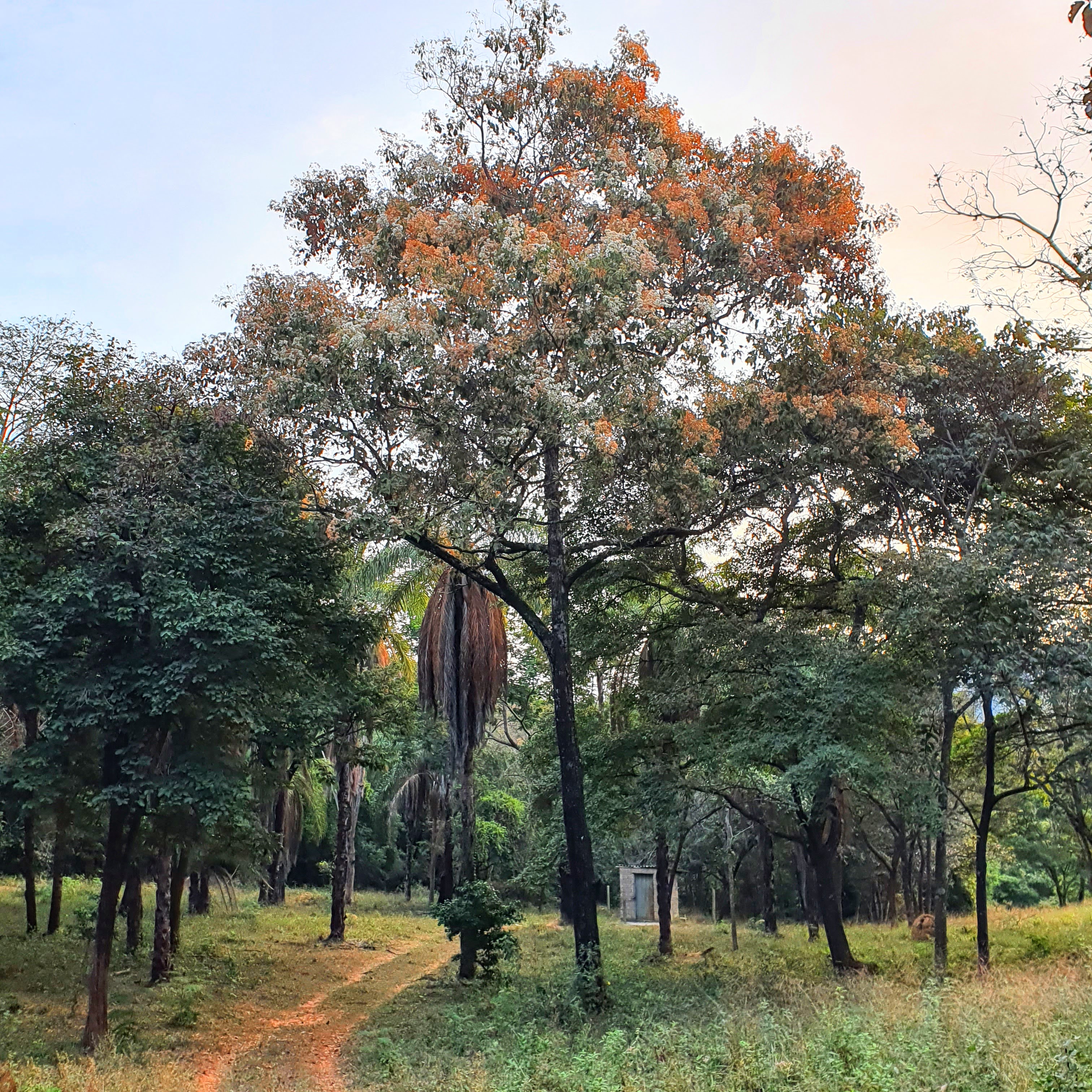 Louro-pardo presente em formações secundárias e abertas.