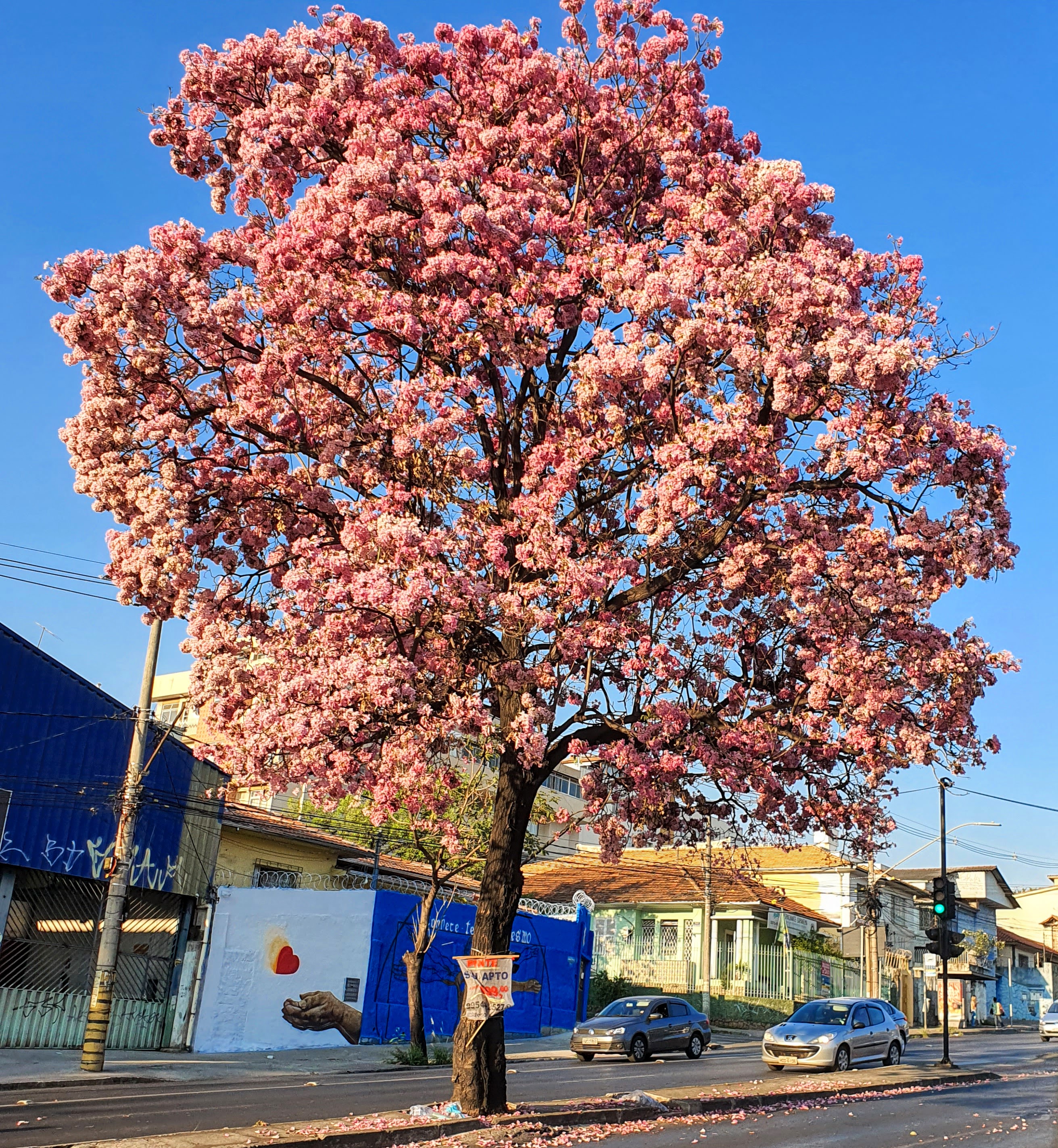 Ipê-bálsamo florido.