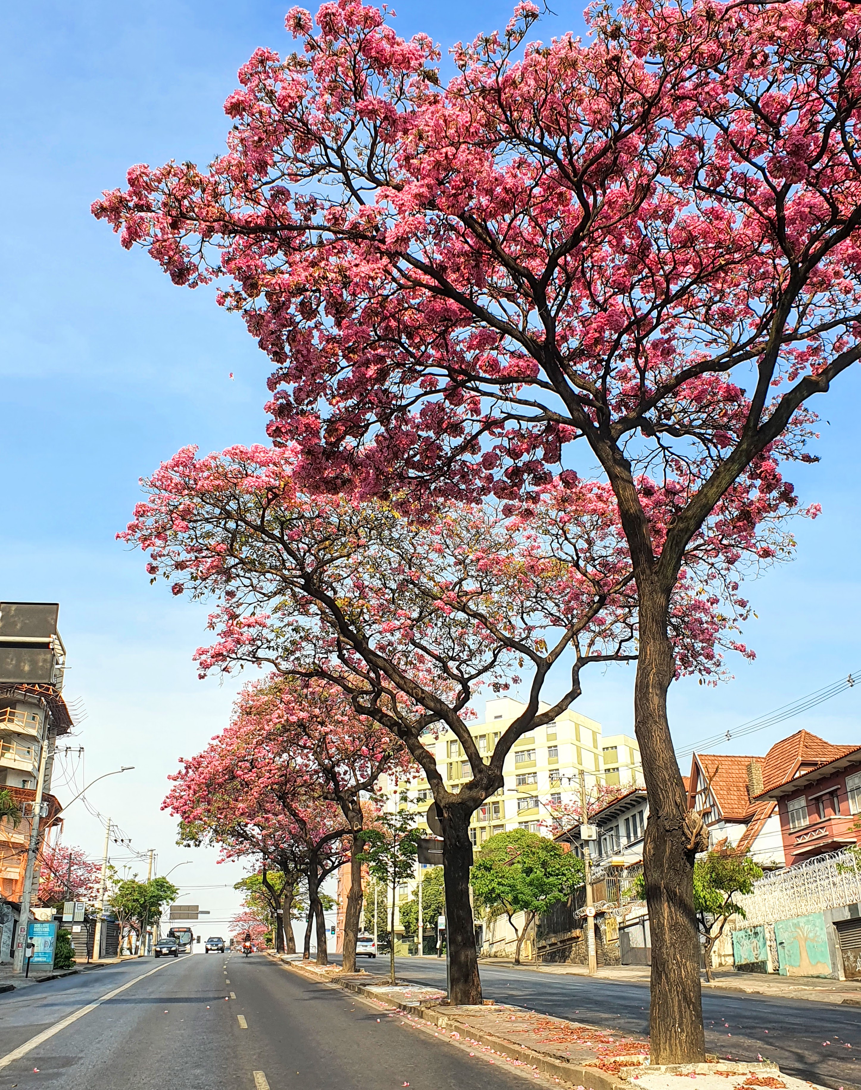 Ipês-bálsamo floridos.