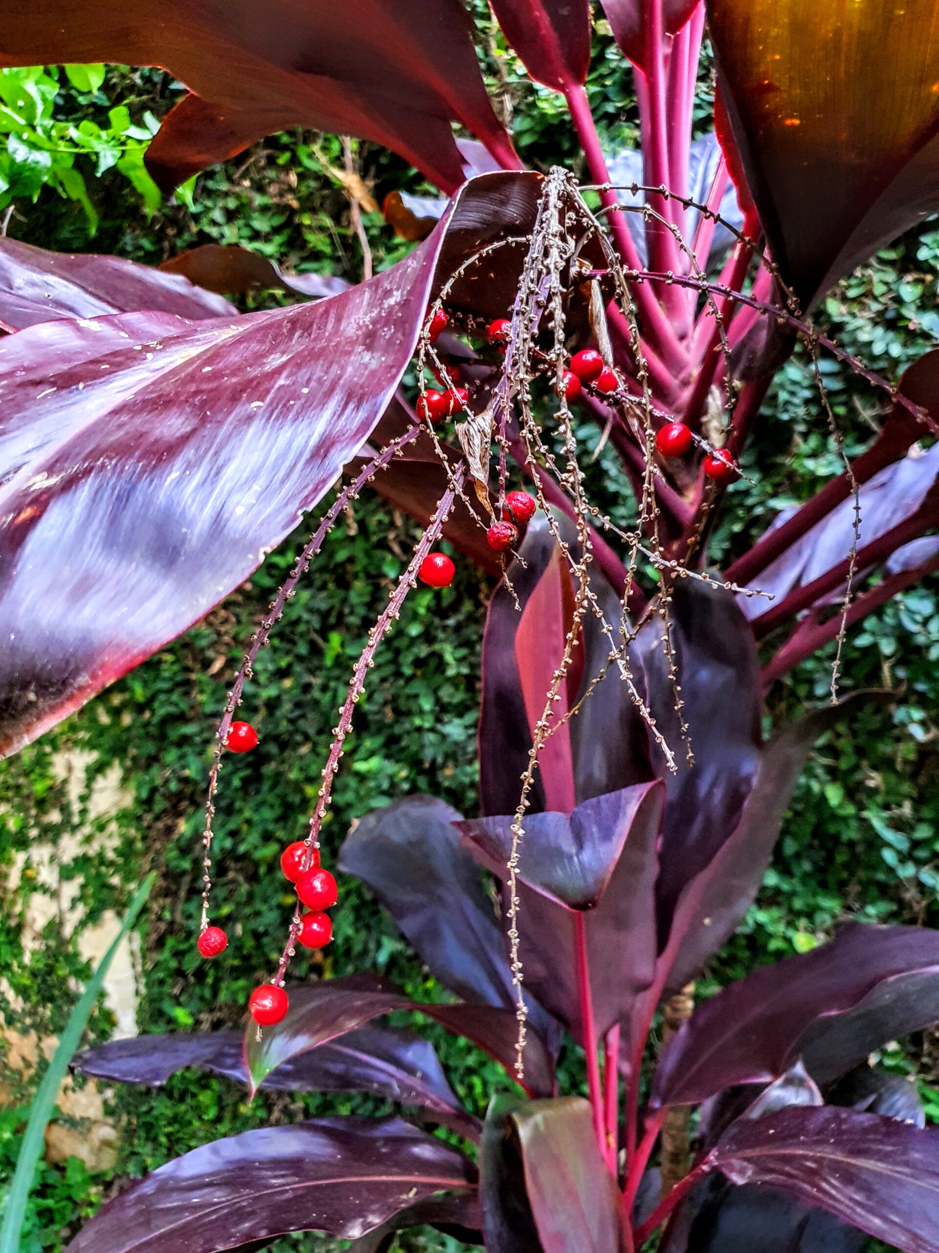 Frutos da dracena-vermelha.