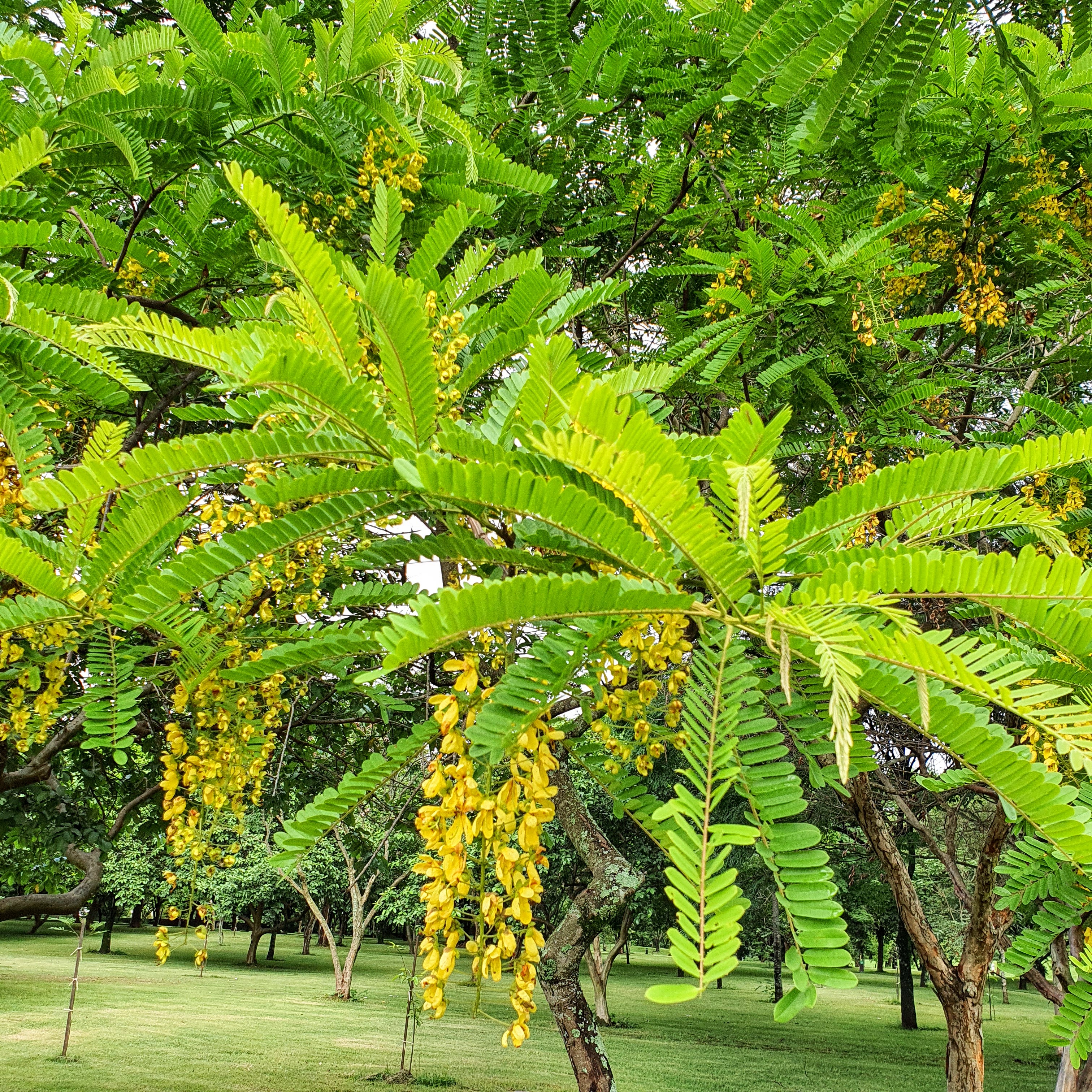 Folha e flores da chuva-de-ouro.