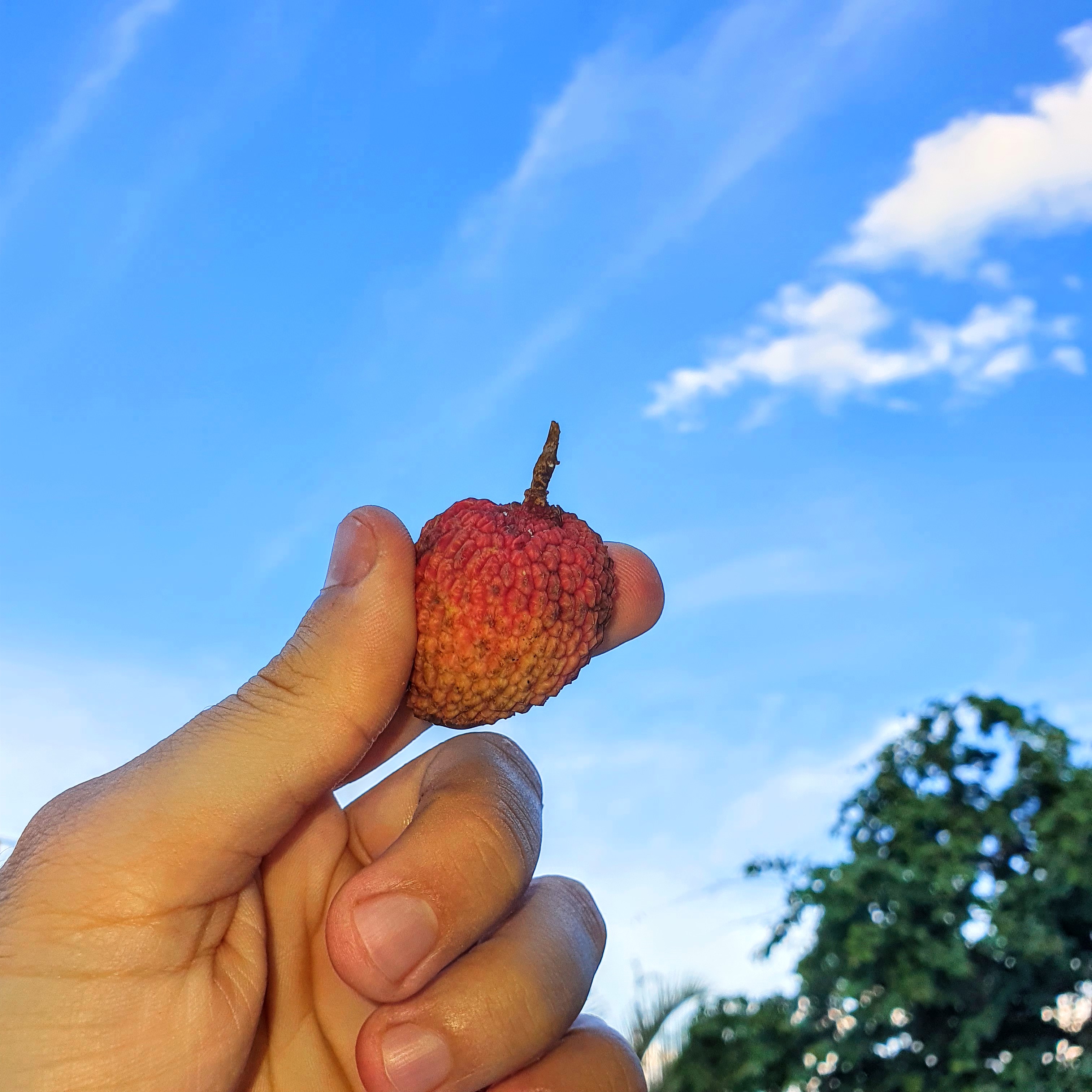 Fruto da lichia.