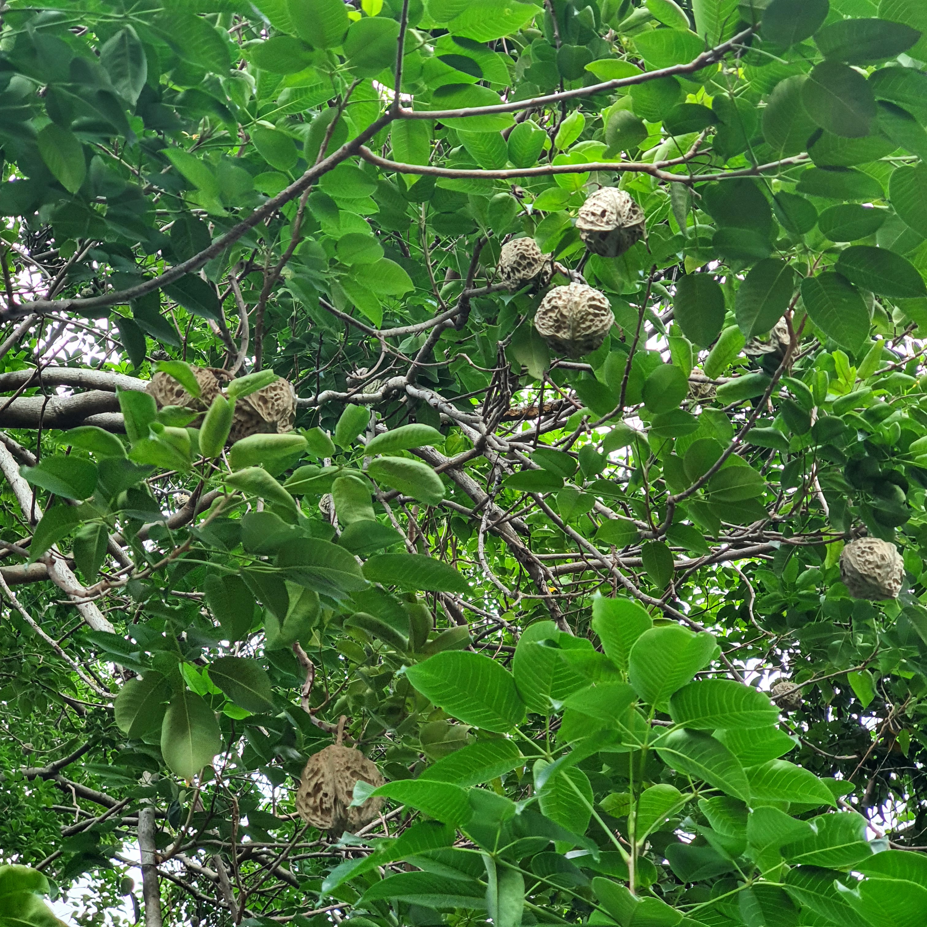 Folhas e frutos da cotieira.