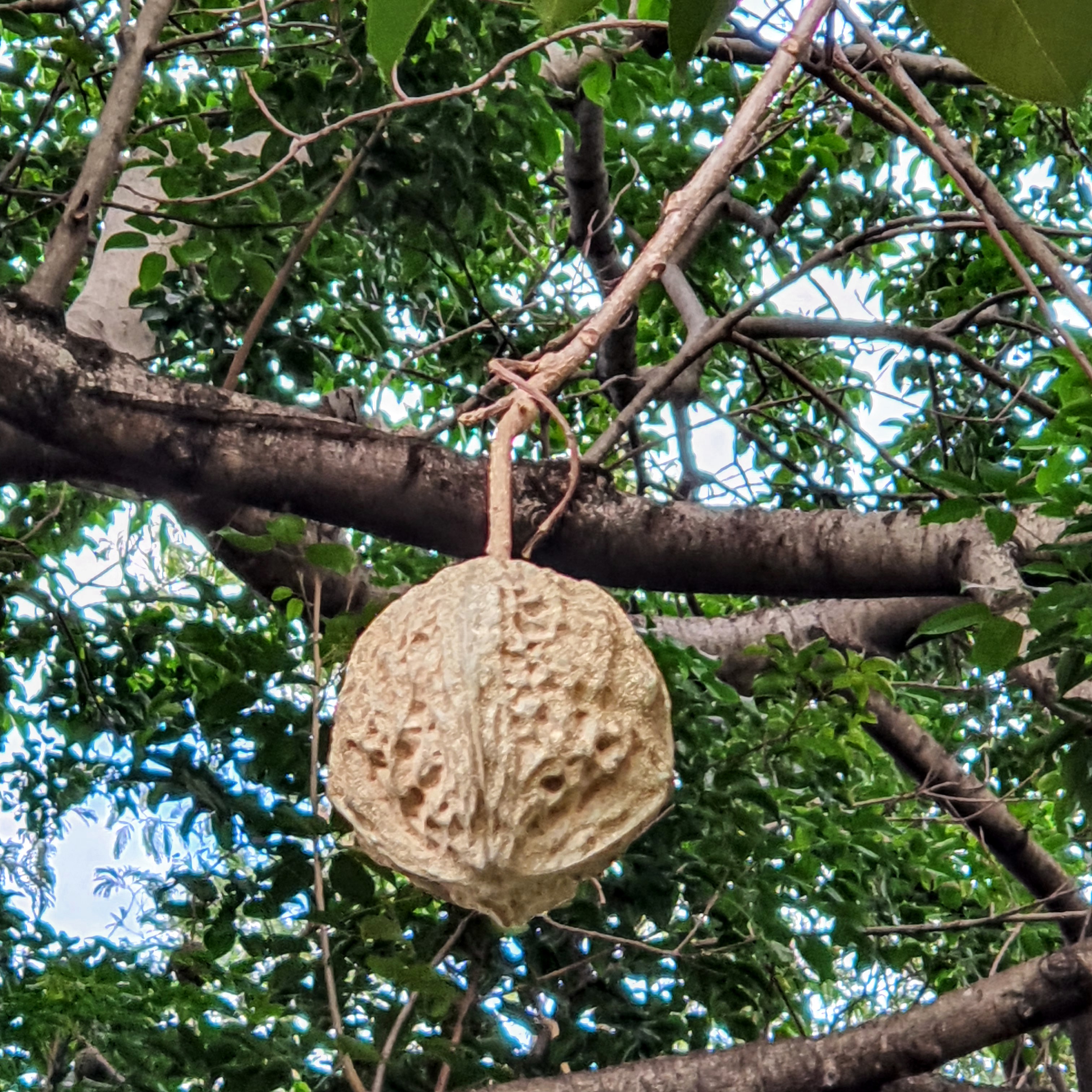 Fruto da cotieira.