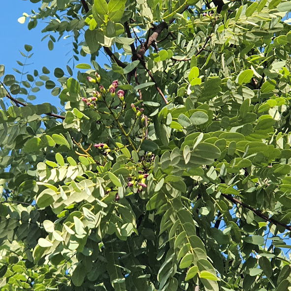 Caviúna do cerrado (Dalbergia miscolobium)