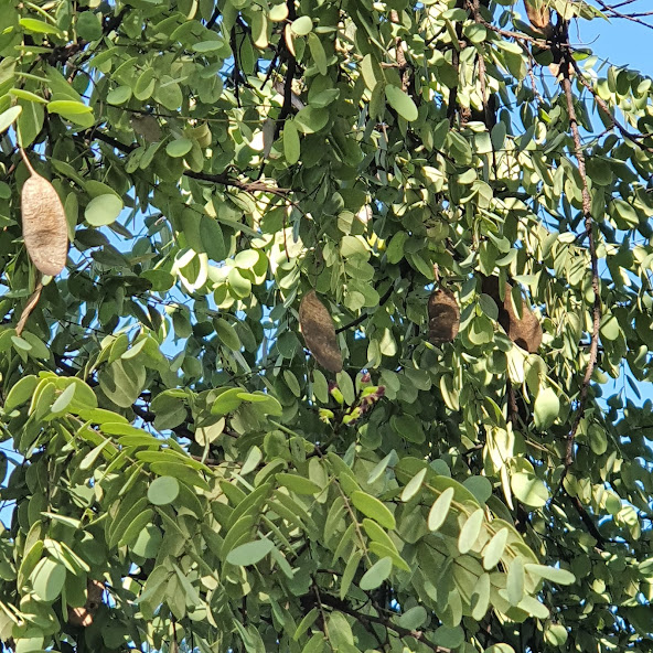 Folhas e frutos da caviúna-do-cerrado.