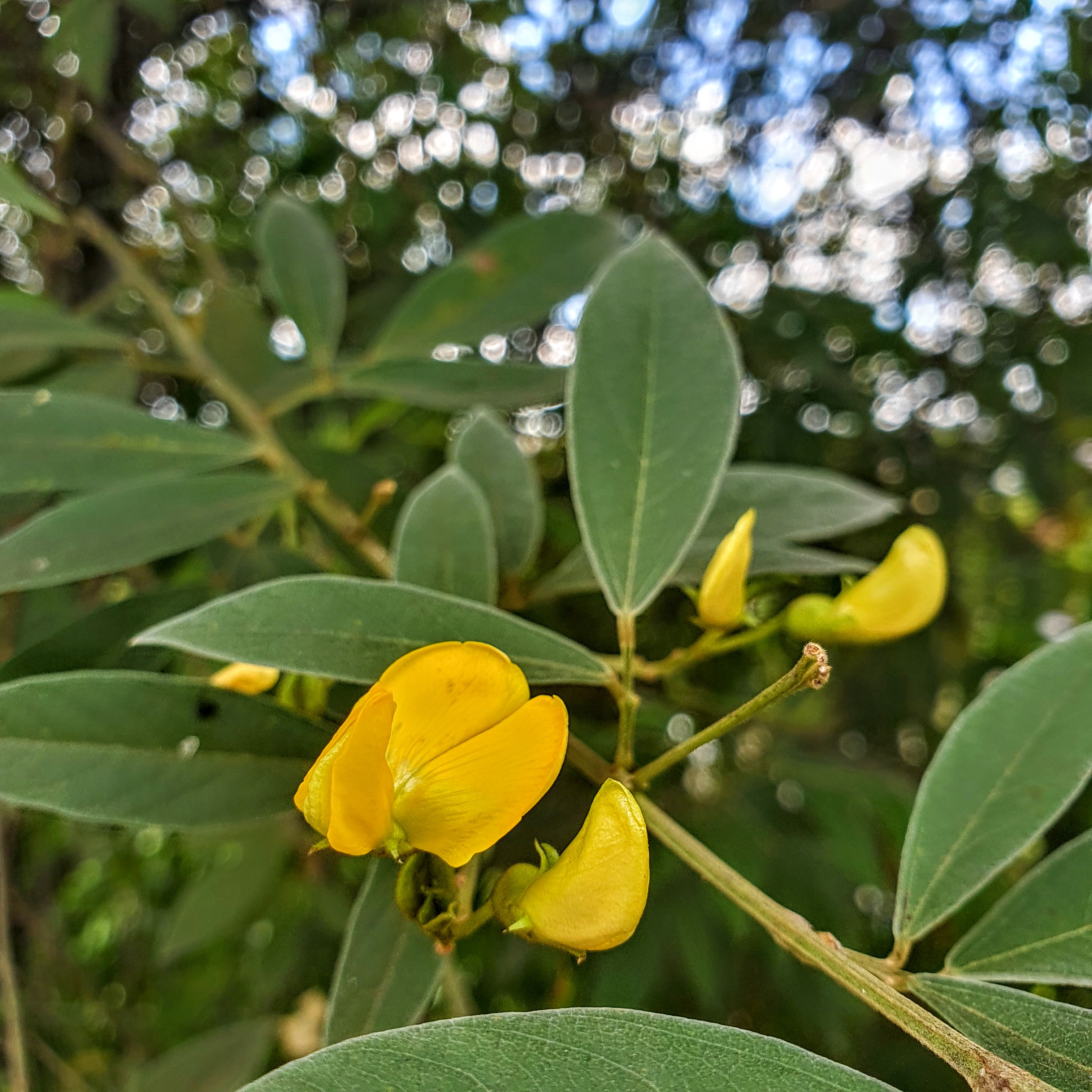 Senna sp. - fedegoso, aleluia, cássia | Biologia da Paisagem