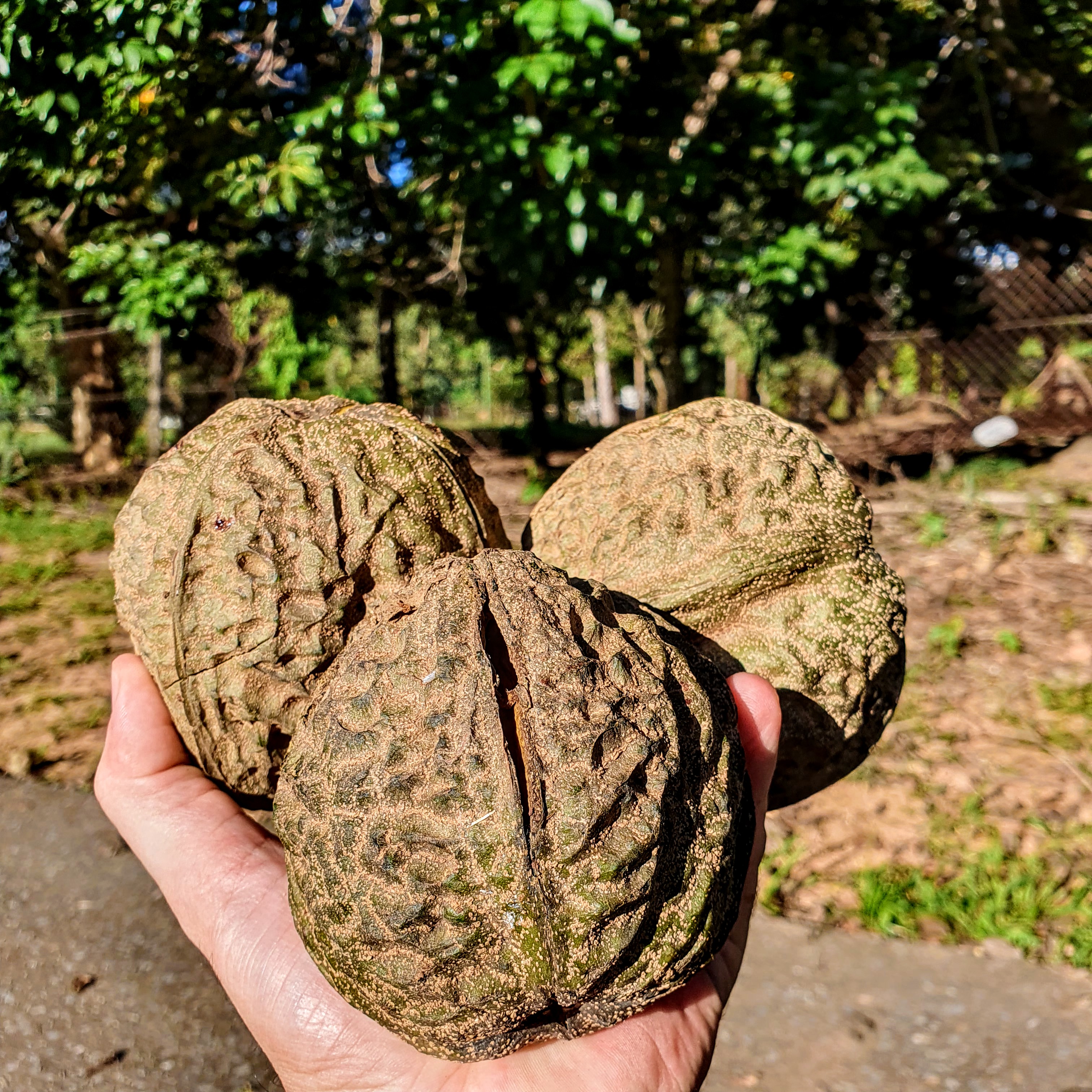 Frutos da cotieira.