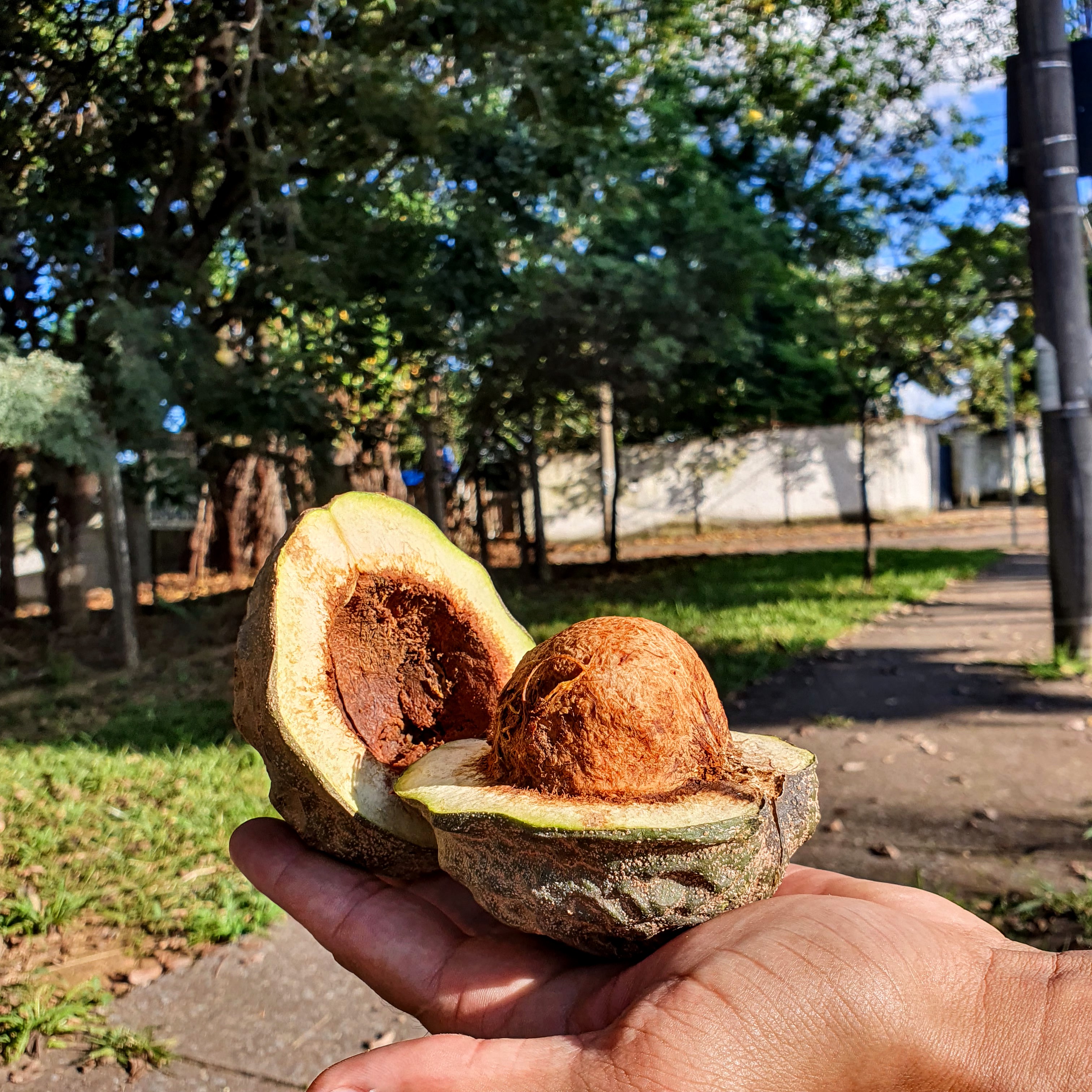 Fruto e sementes da cotieira.