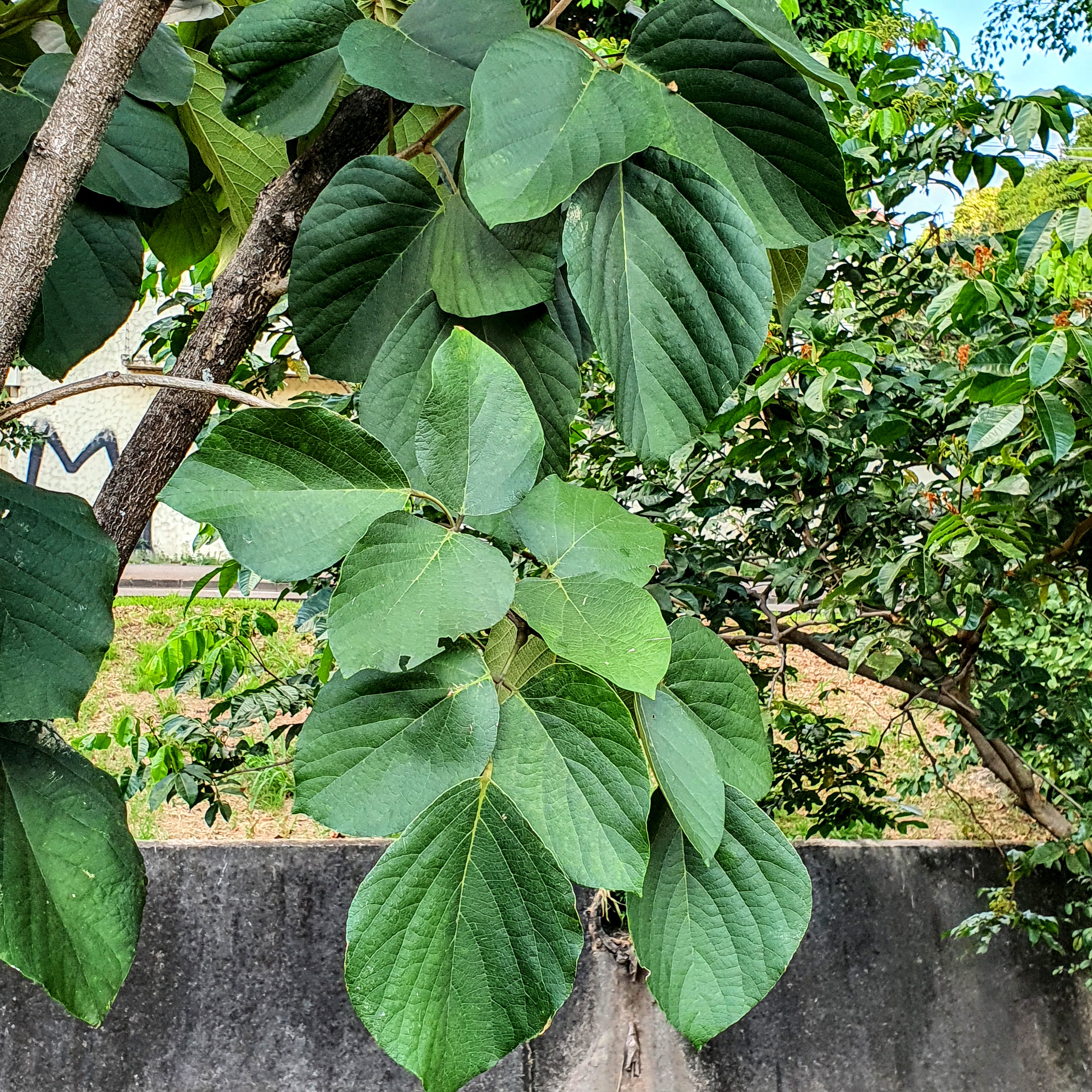 Folhas do pau-pereira