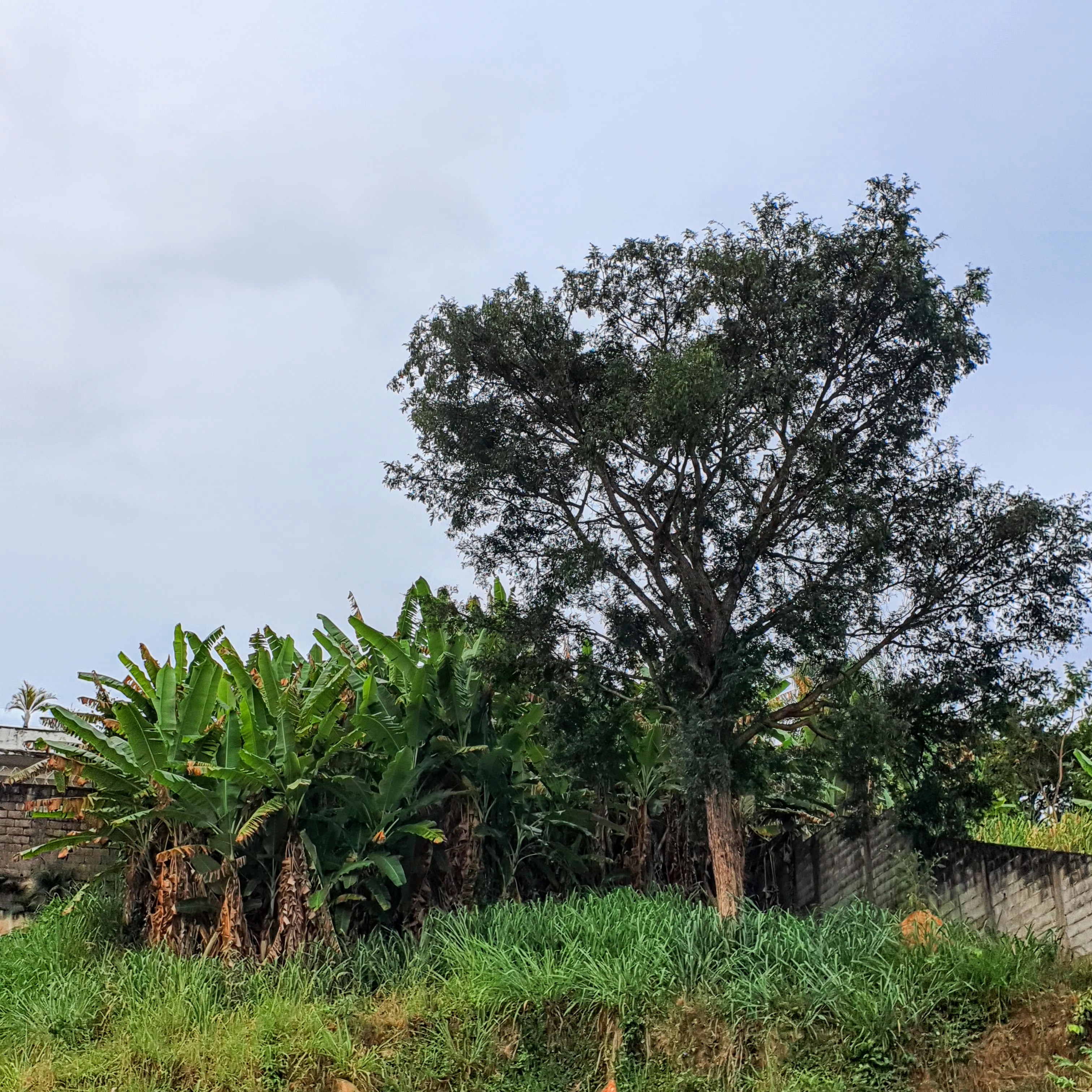 Maciço de bananeiras