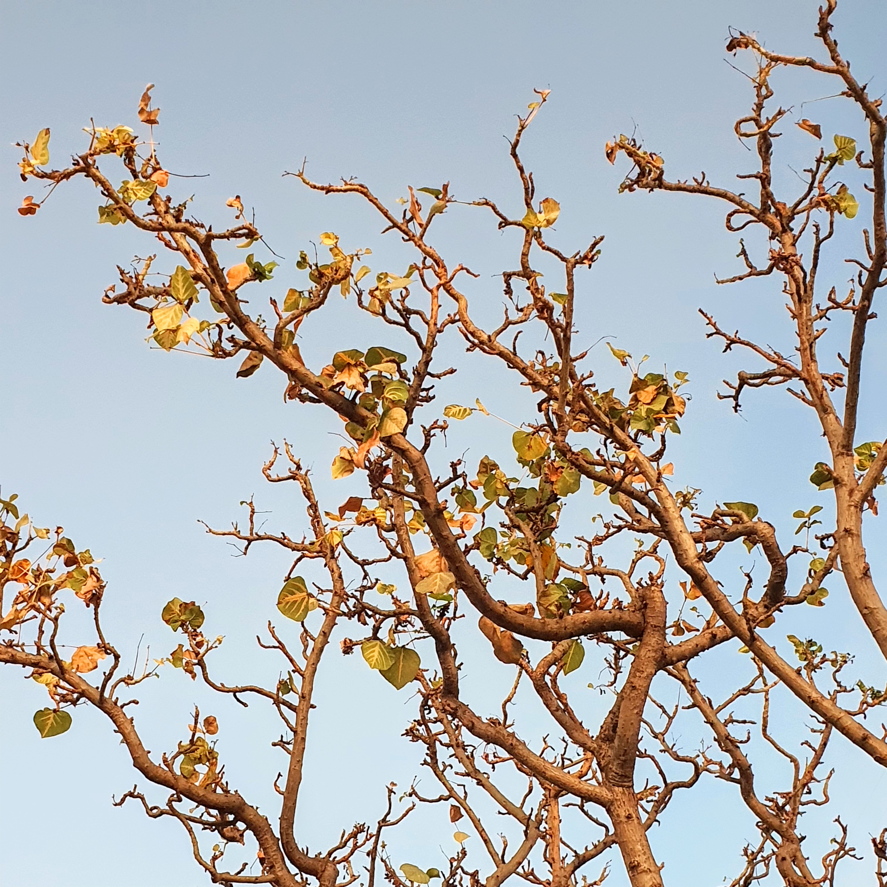 Brasileirinho (Erythrina indica var. picta)