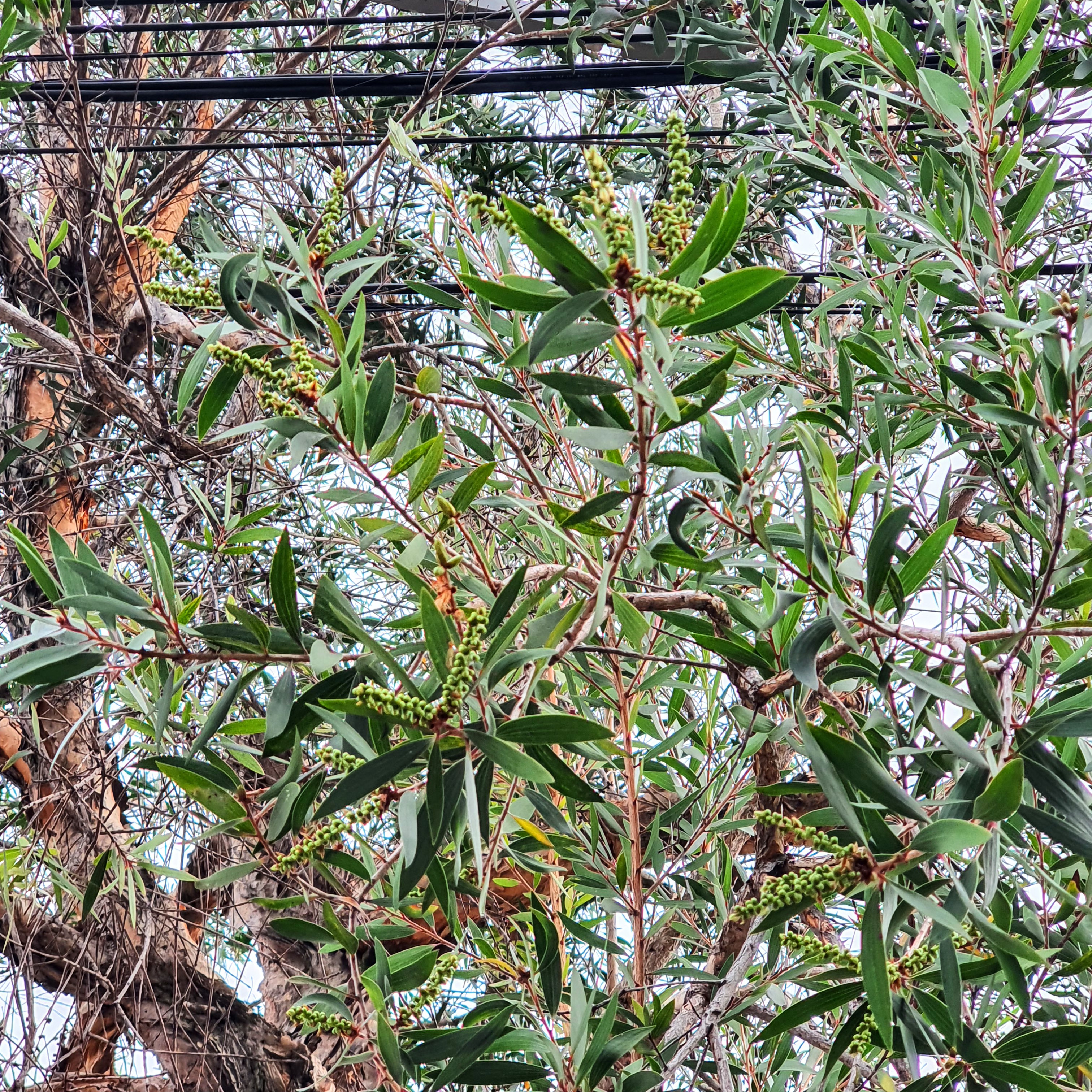 Frutos em formação da escova-de-garrafa.