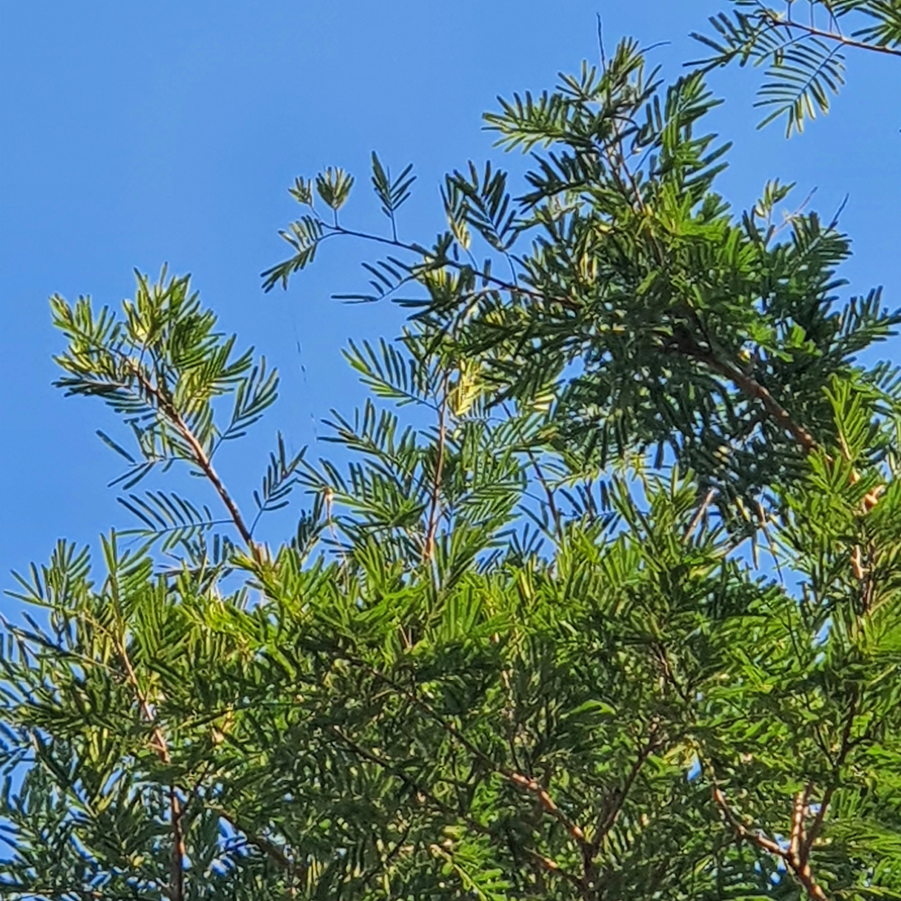 Folhagem da farinha-seca.