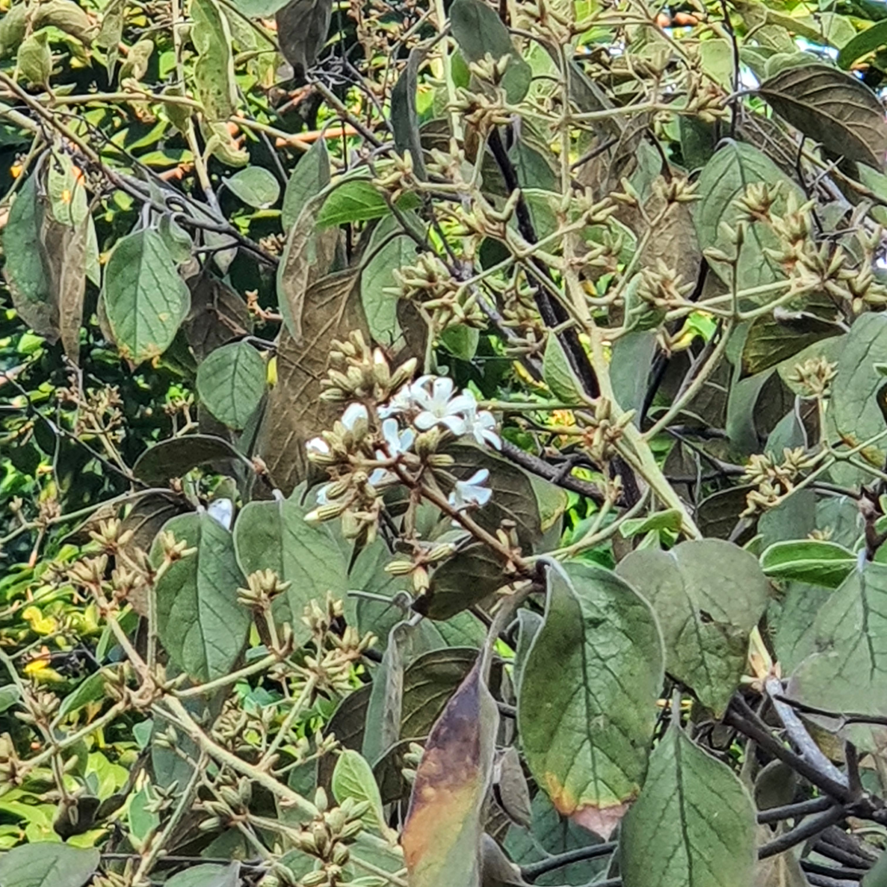 Flores do louro-pardo.