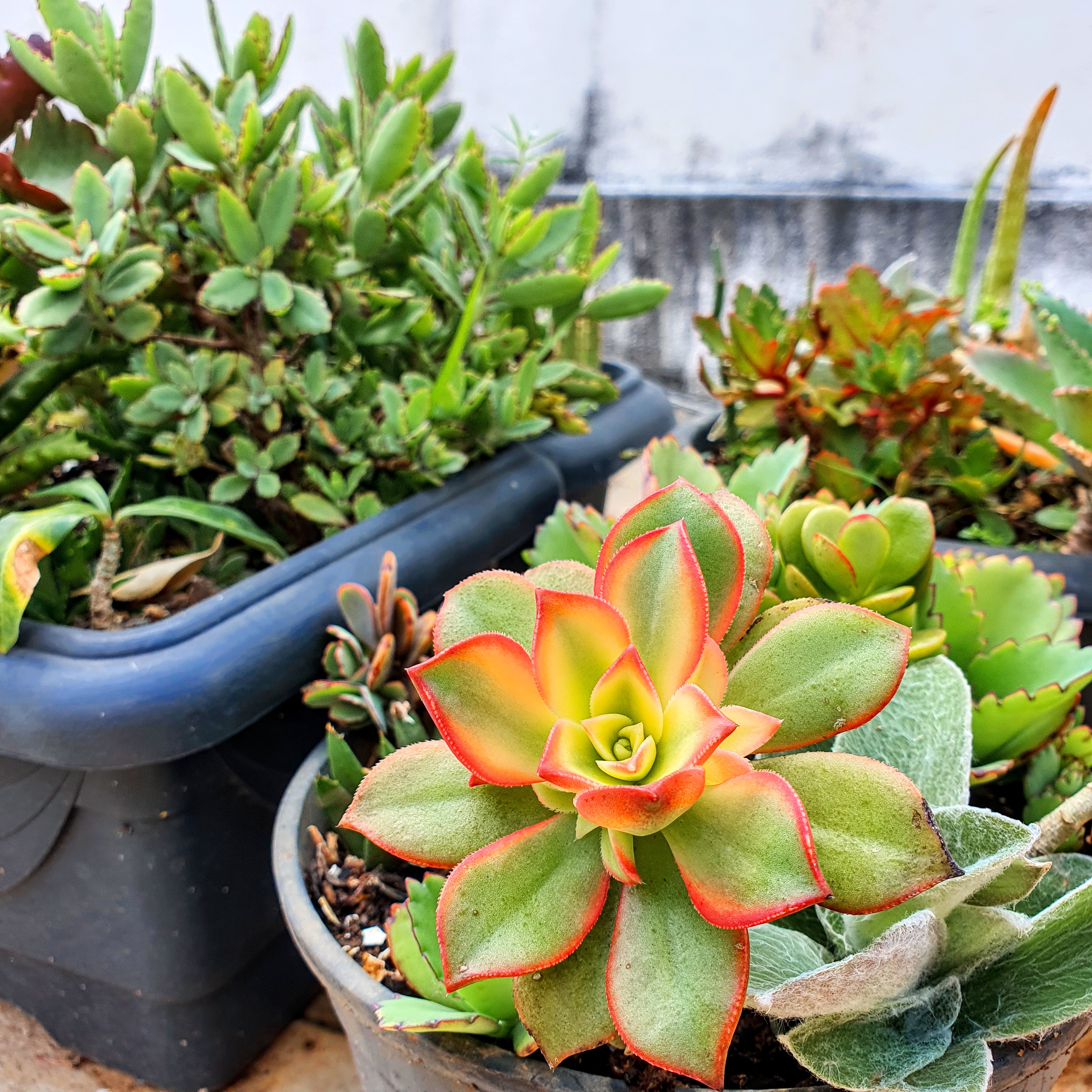 Planta-catavento e suas folhas com pontas vermelhas