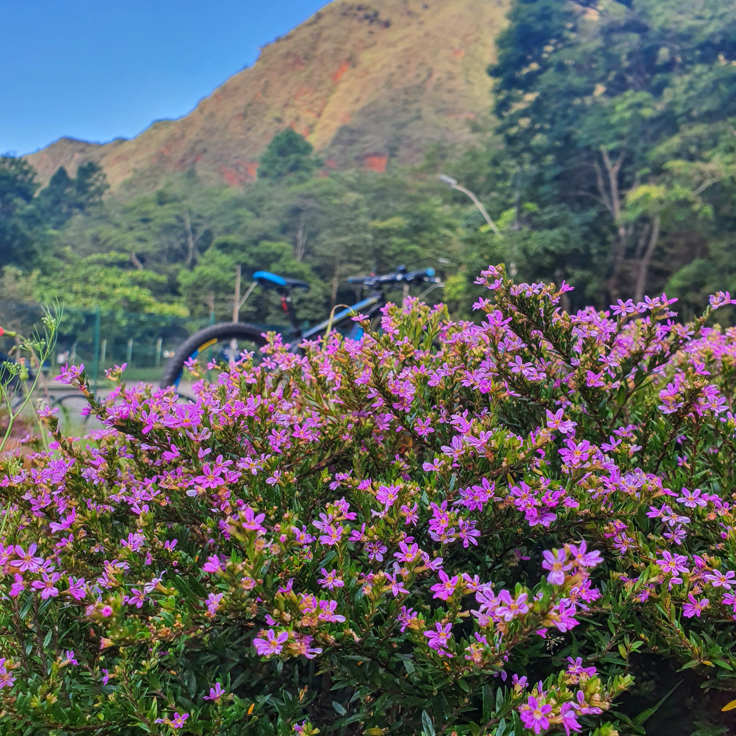 Flores da falsa-érica