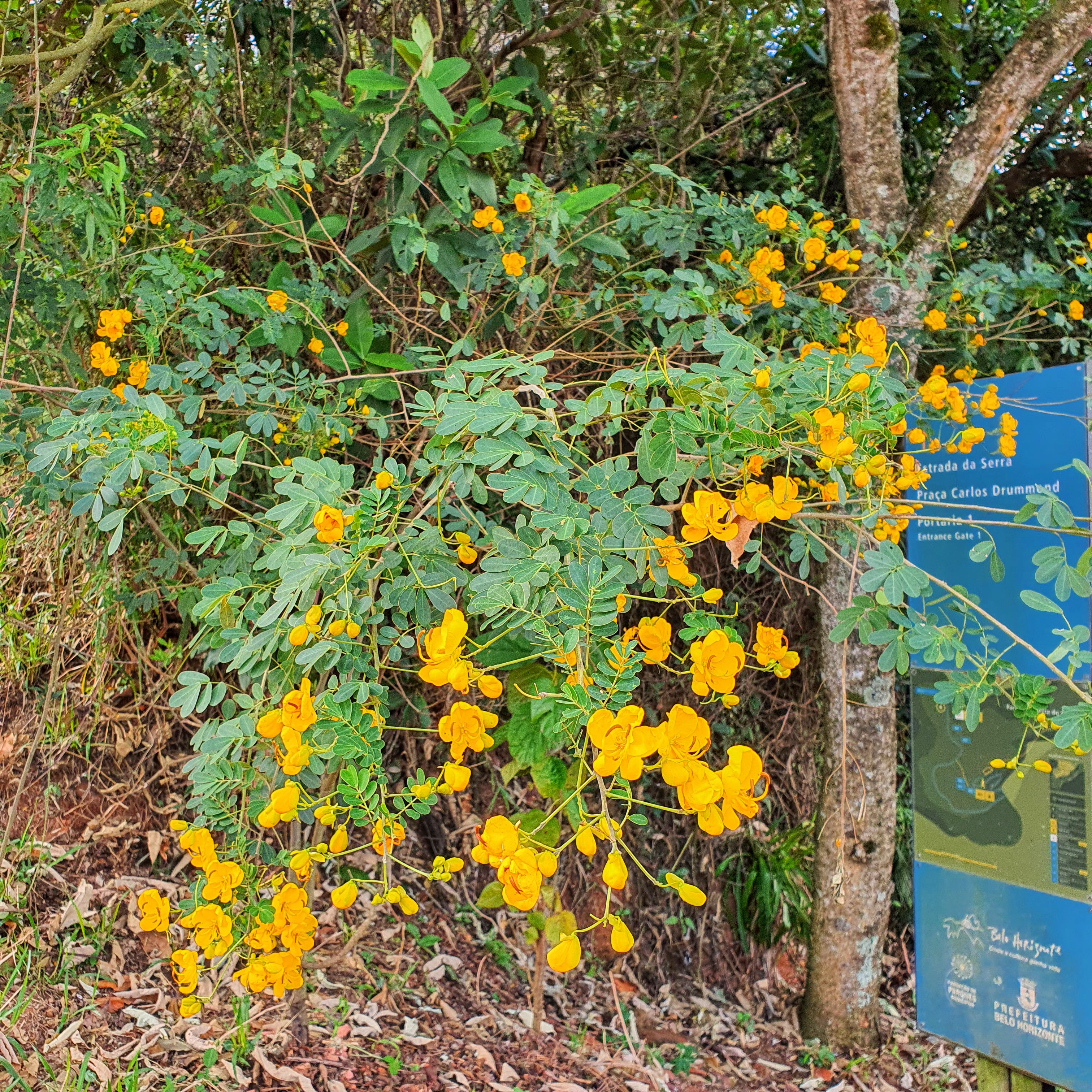 Folhas e flores da aleluia.