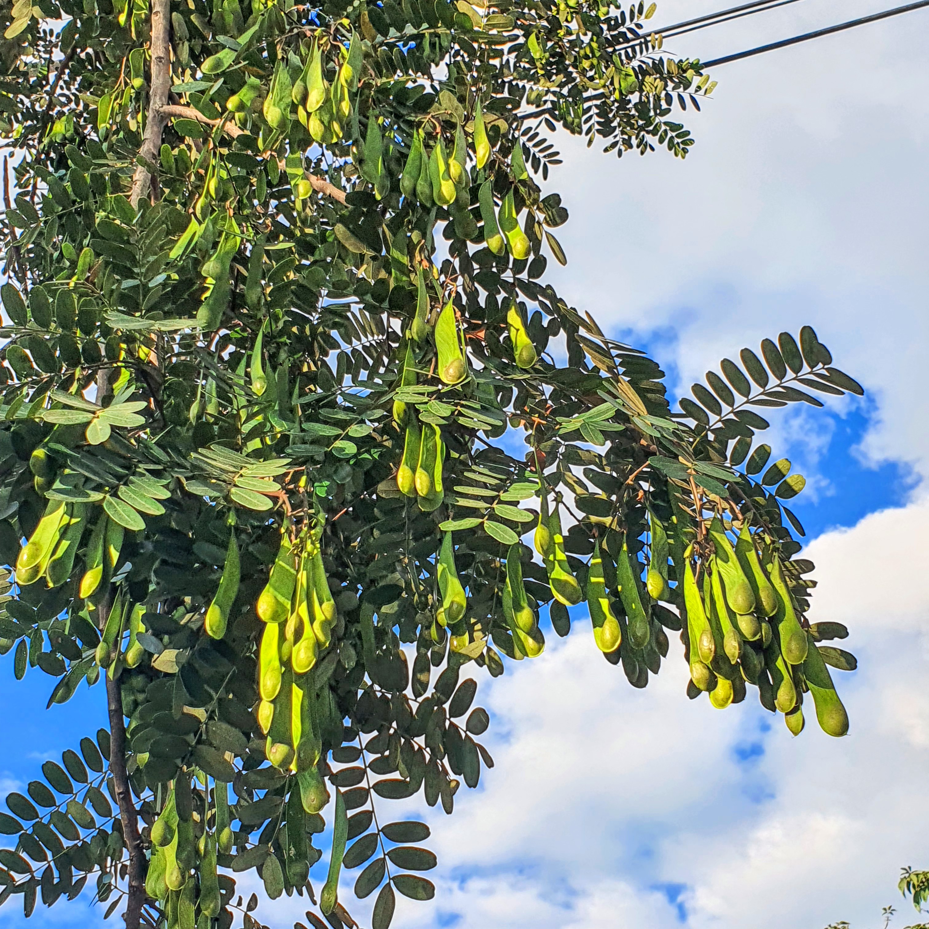 Folhas e frutos do jacarandá-branco.