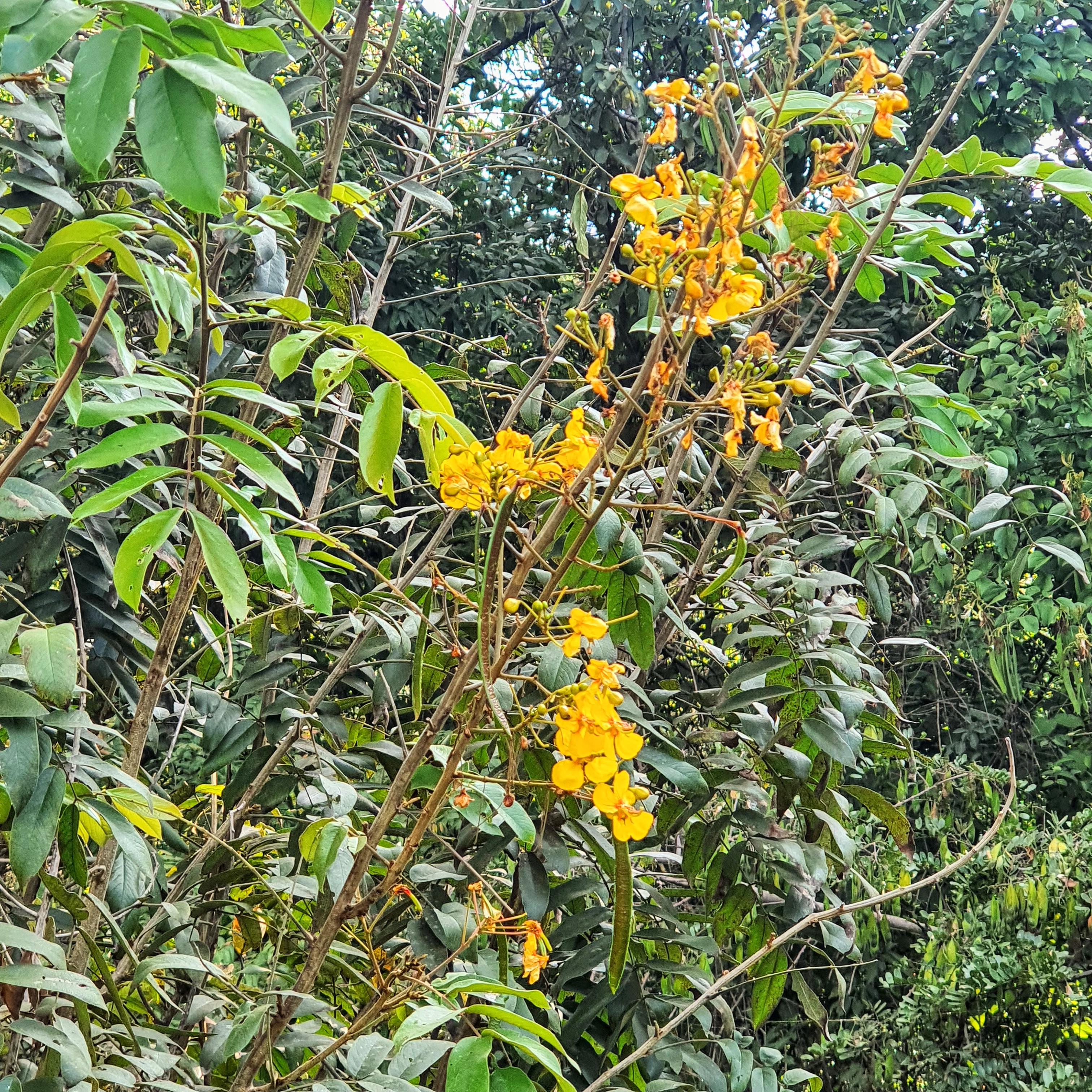 Flores e frutos do fedegoso.