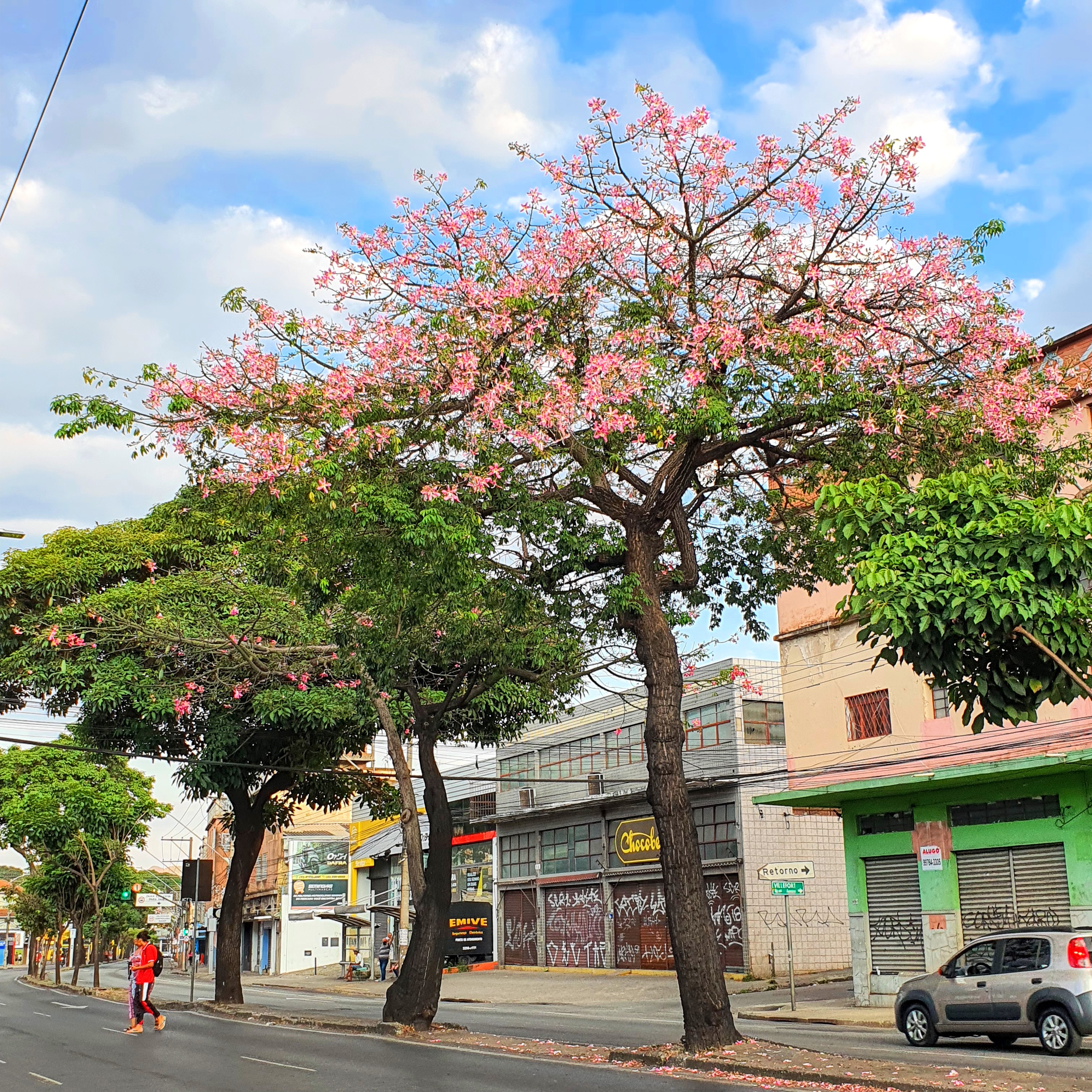 Árvore da paineira-rosa.