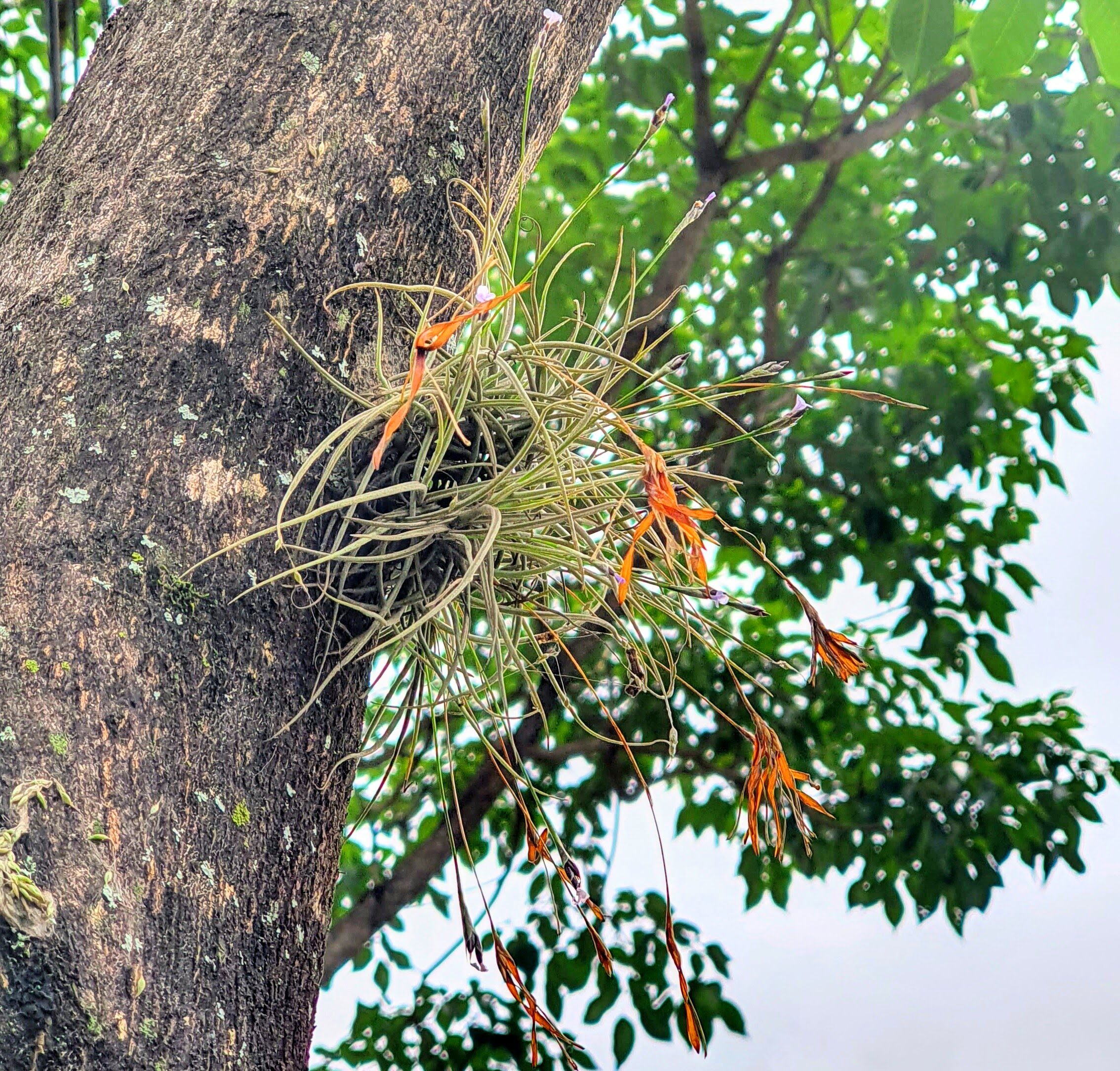 Tillandsia recurvata - cravo do mato | Biologia da Paisagem