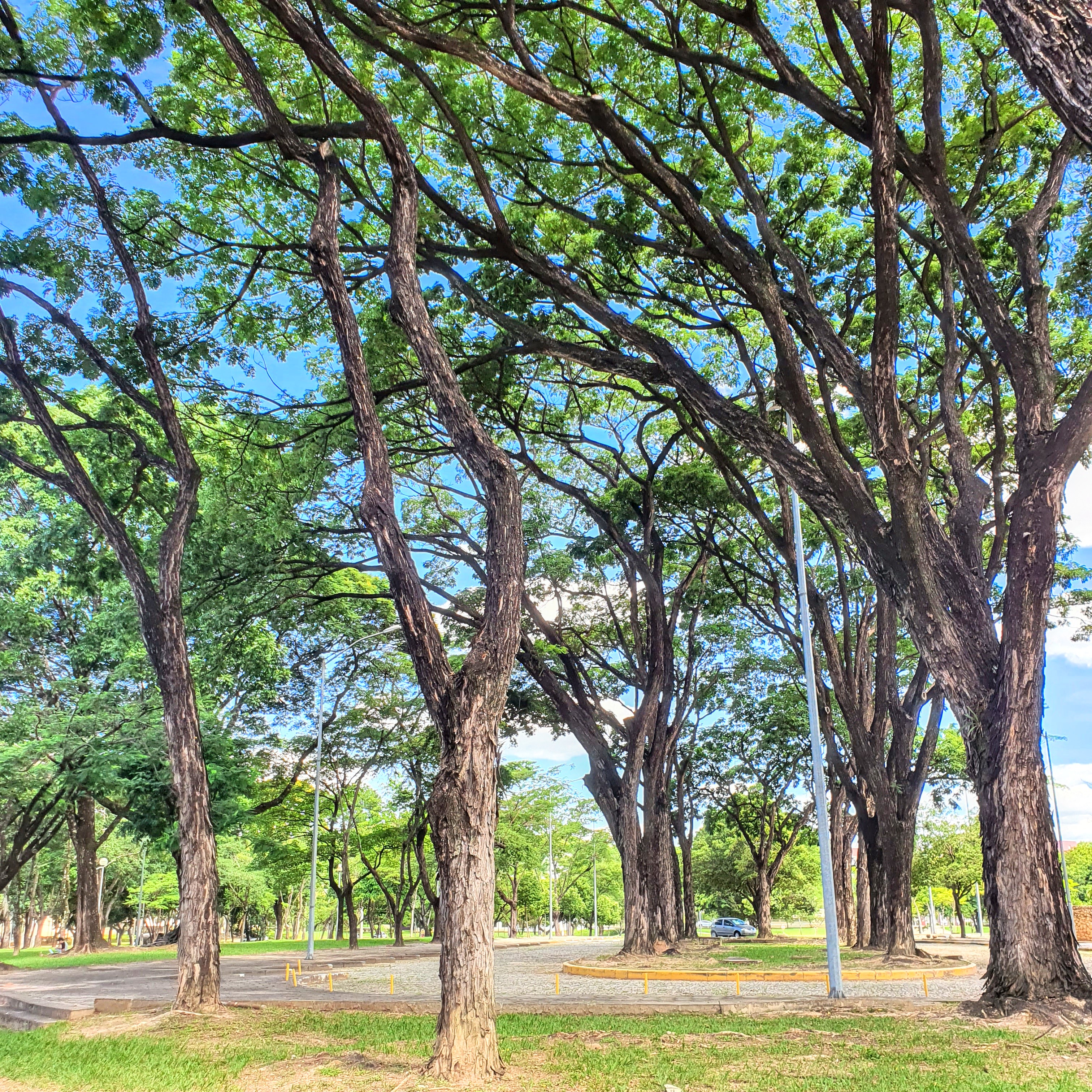 Bosque co Campus UFMG.