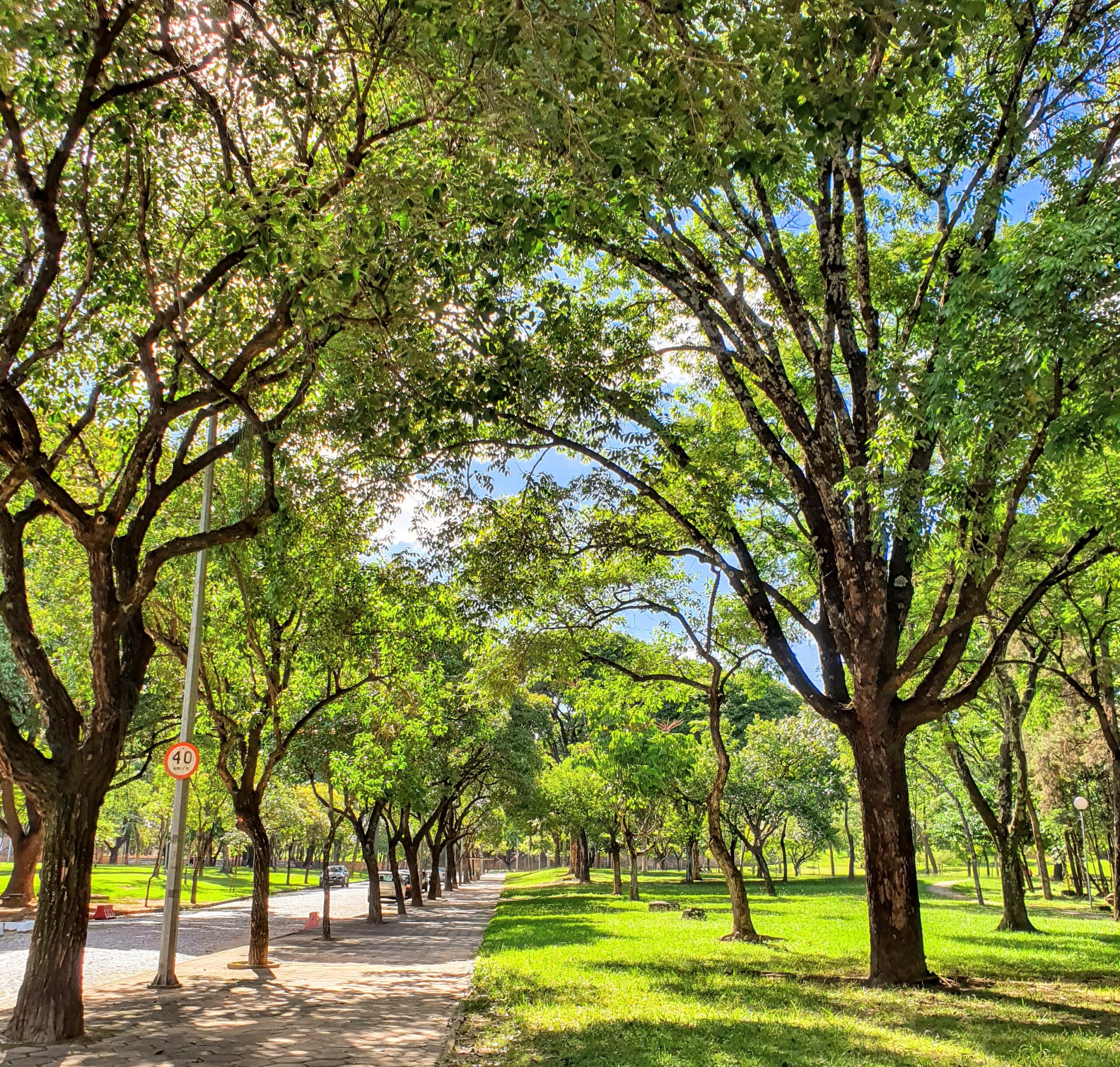 Grande bosque